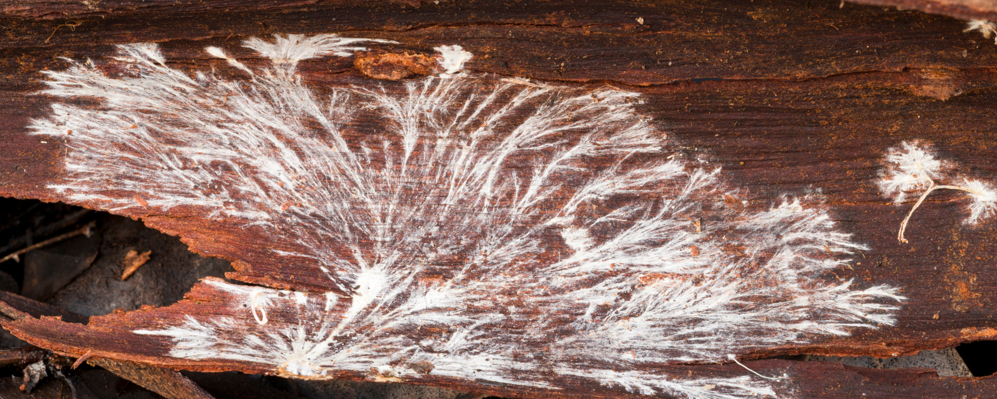 Growing Mushrooms in Your Garden: Wine Caps, Mycorrhizae, and the Hidden Kingdom Beneath Our Feet