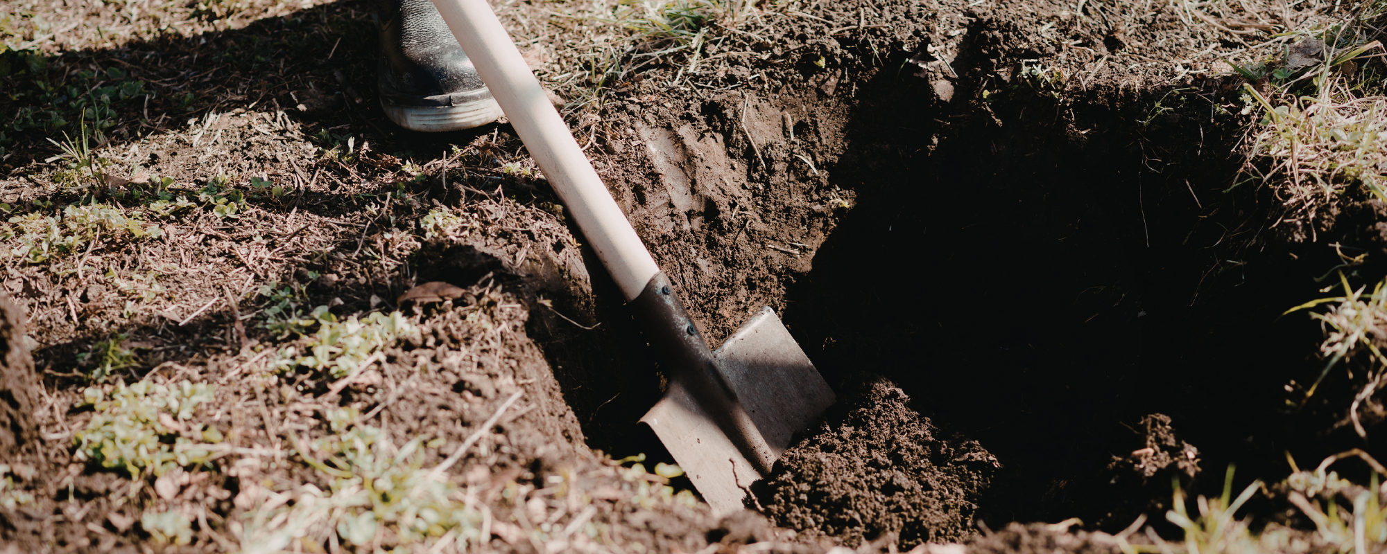 When is the Best Time to Plant a Fruit Tree?