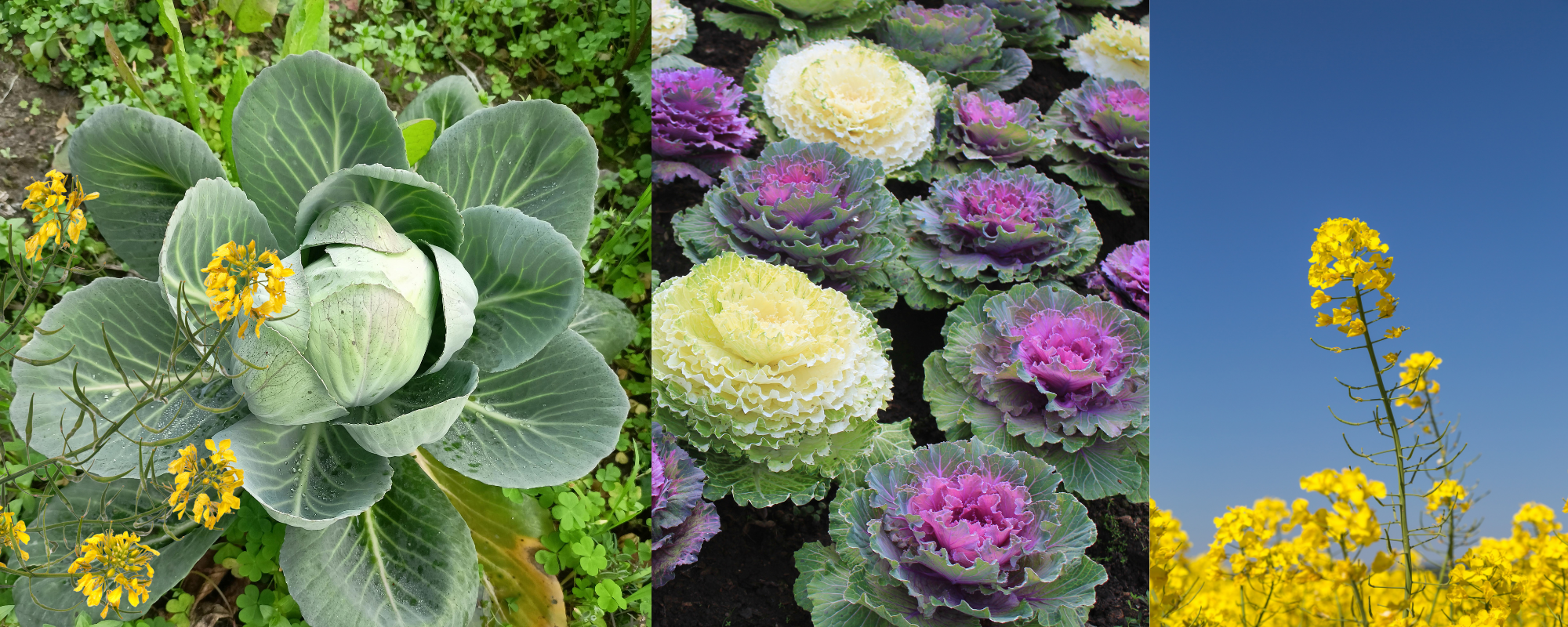 An Ode to Brassicas: The Weeds That Feed the World