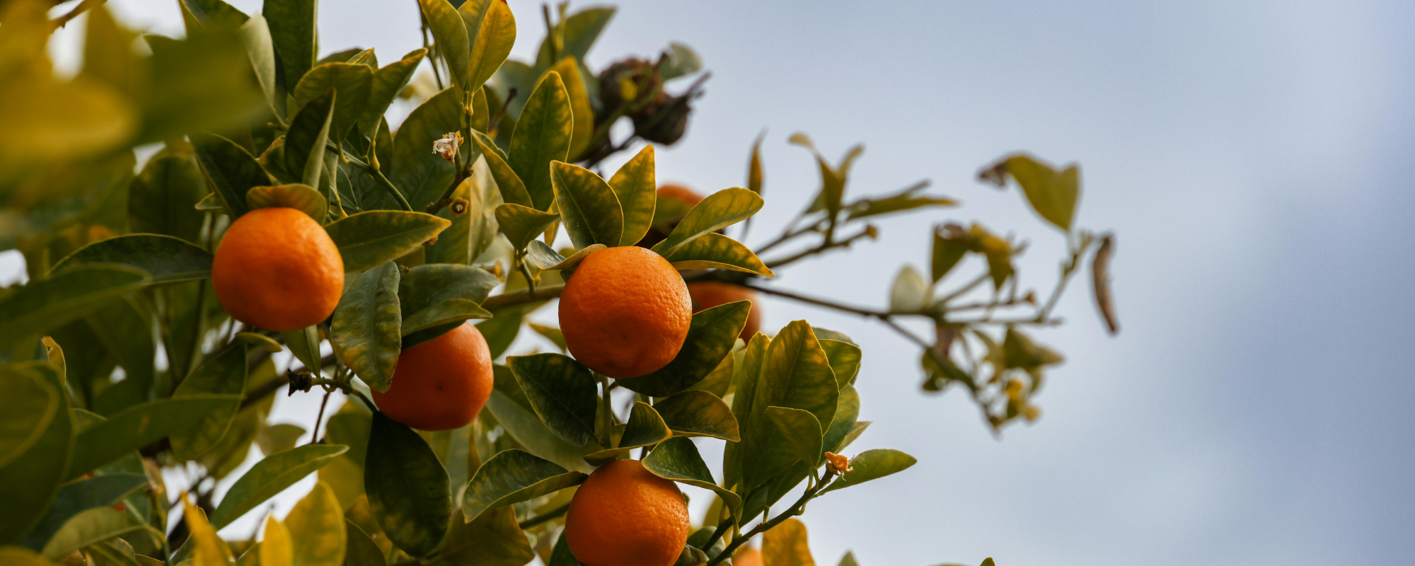 Growing Citrus in Napa Valley: Sweet Rewards with a Few Chilly Challenges