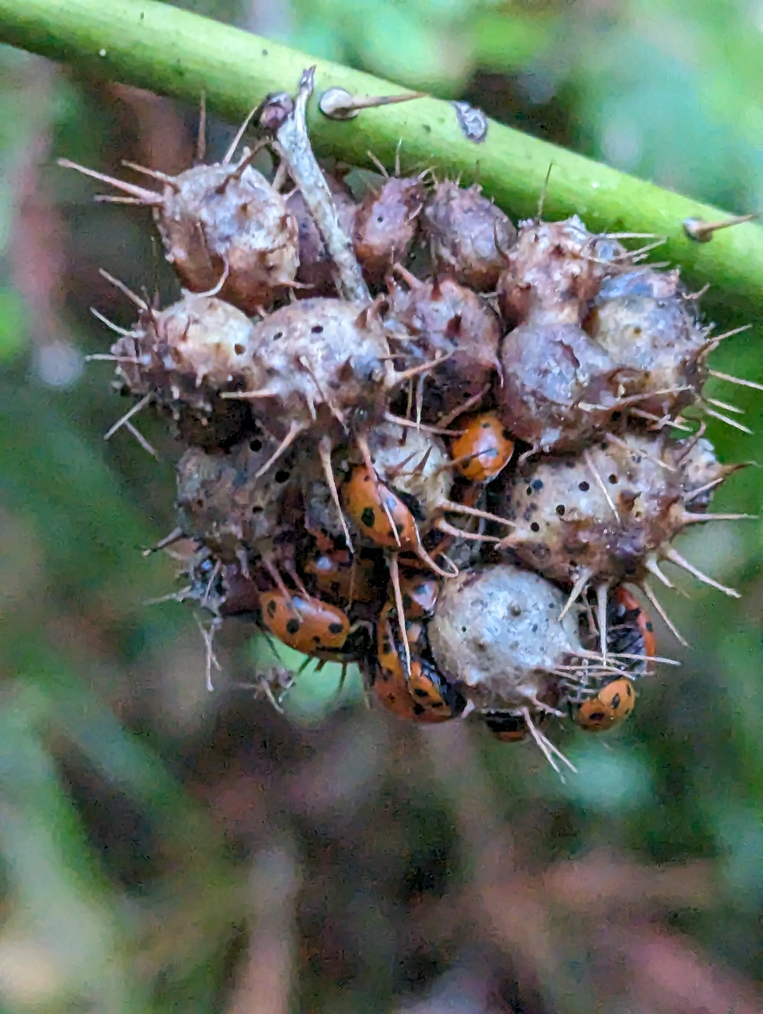 rose gall and ladybugs