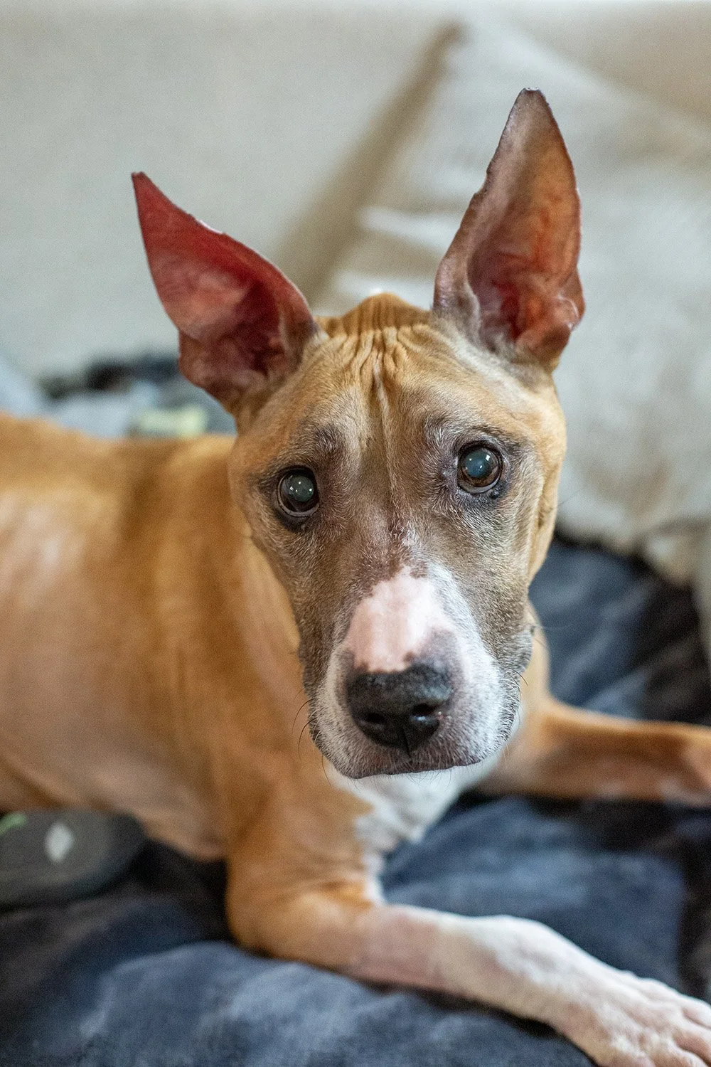 2025-FloresDogs_S9B8094.jpg