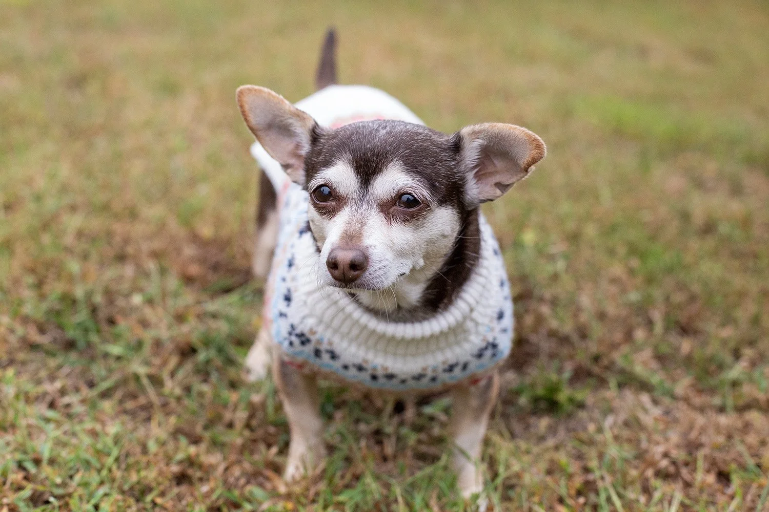 2025-FloresDogs_S9B8250.jpg