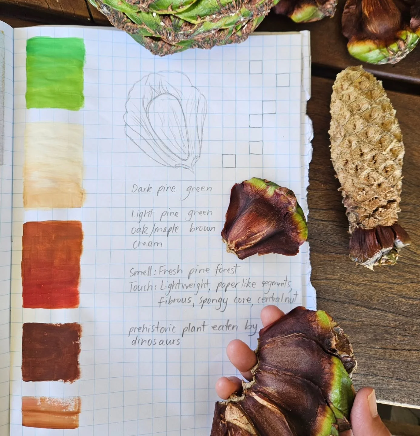 Creating daily for 2026✨️

Week 6 - Inspiration this week was a bunya nut. Prehistoric pines with a cone that can weigh up to 10 kg and seed segments within, that are individually lighter. A starchy, edible nut grows in a hard shell of the segments.
