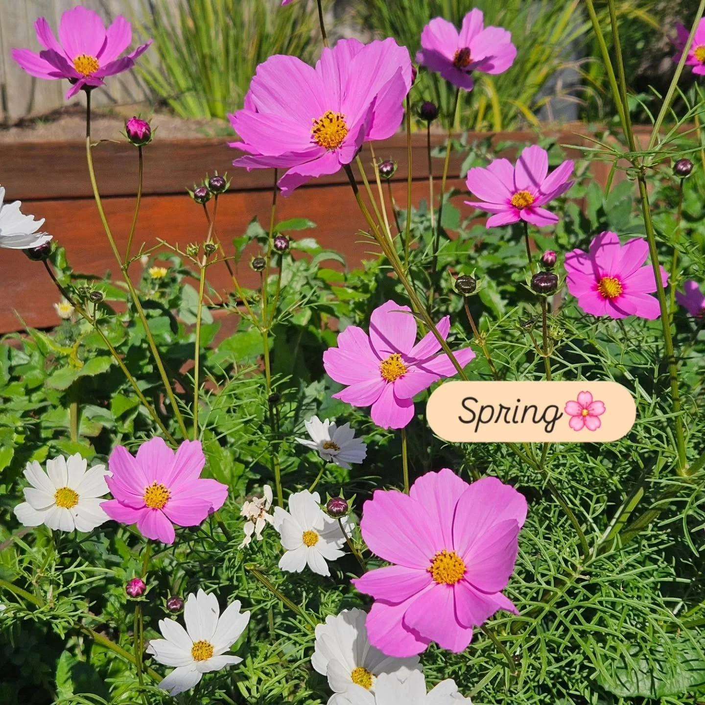 If you're stuck for finding beauty in your day...
Colour is everywhere 💐

🌸 Hey, I'm Debra, flora illustrator and lover of wildflowers. My shop is now open at debraleawarren.com.au and my newsletter is ready to sign up to via the links in my bio, o