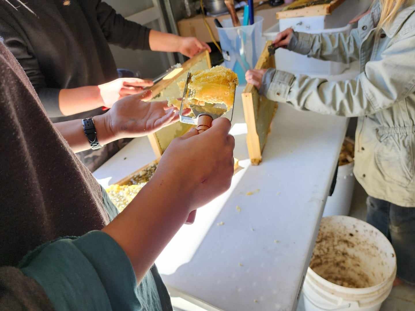 Honey extraction.jpg