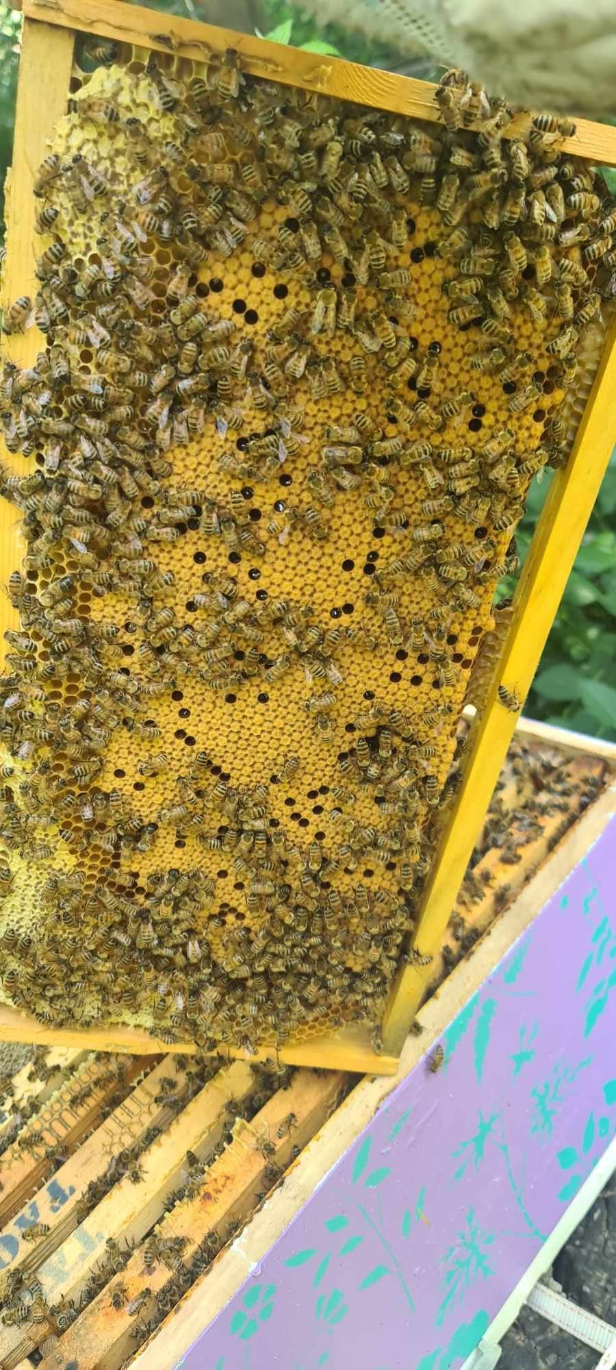 5 Frame Nucleus Colony