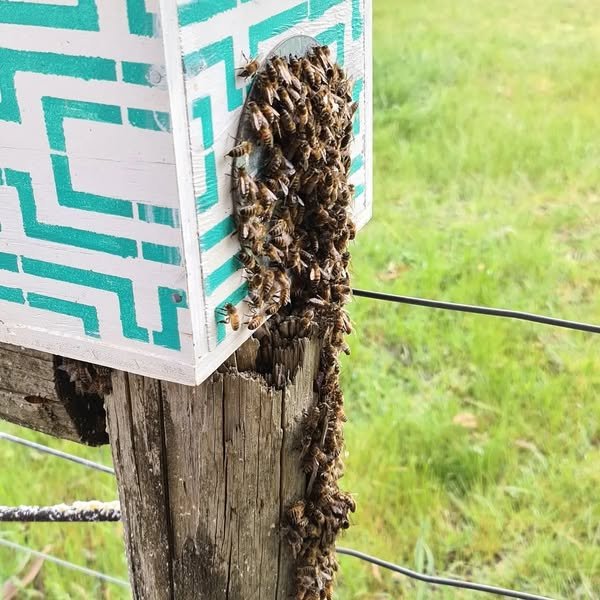 wet swarm nuc.jpg
