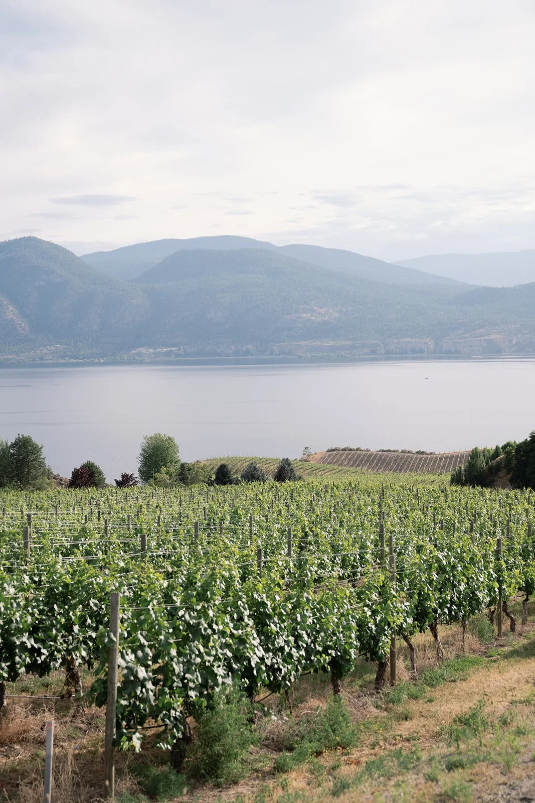 painted-rock-vineyard.jpg
