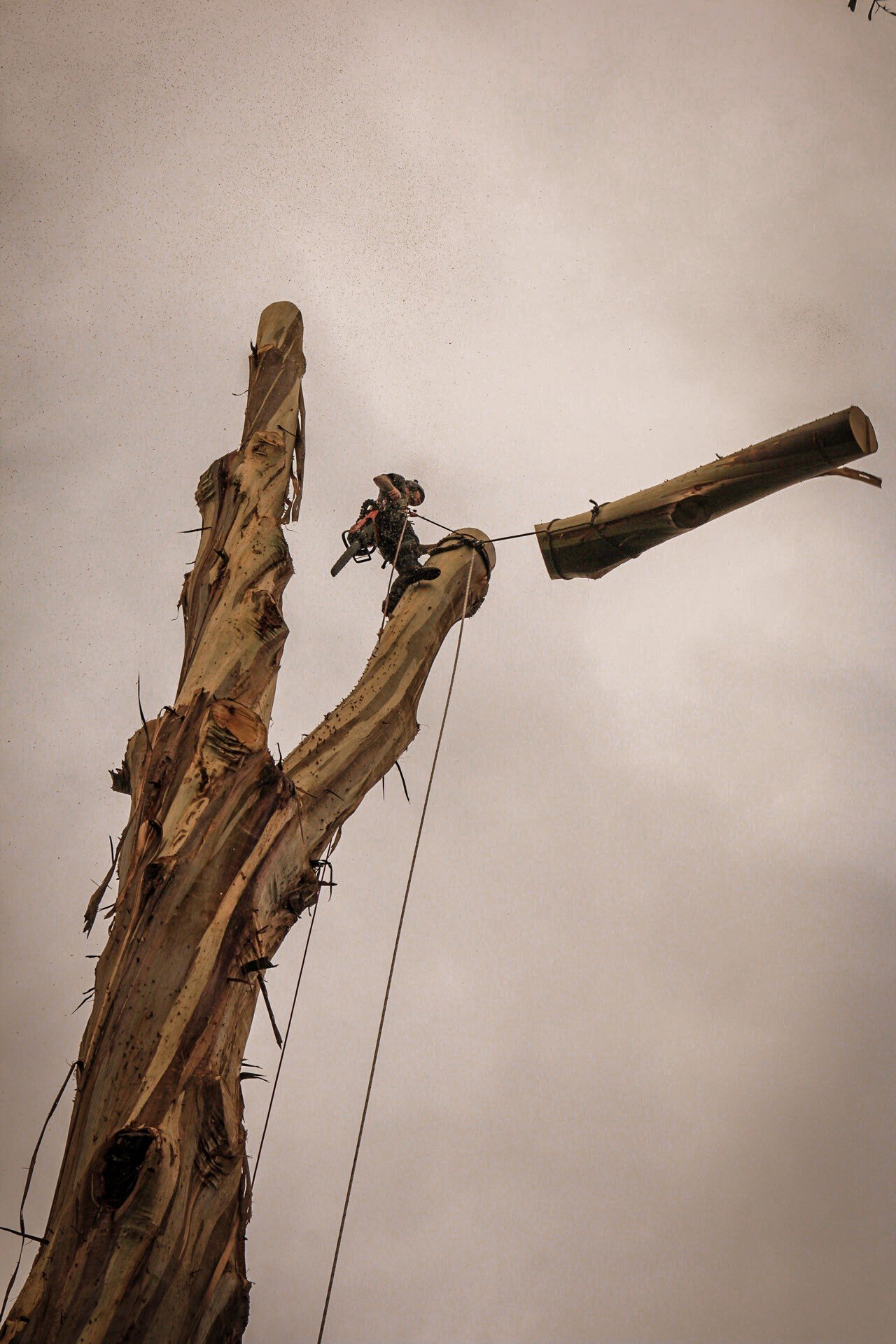 Tree climber using a chainsaw to cut large branches from a tall tree trunk