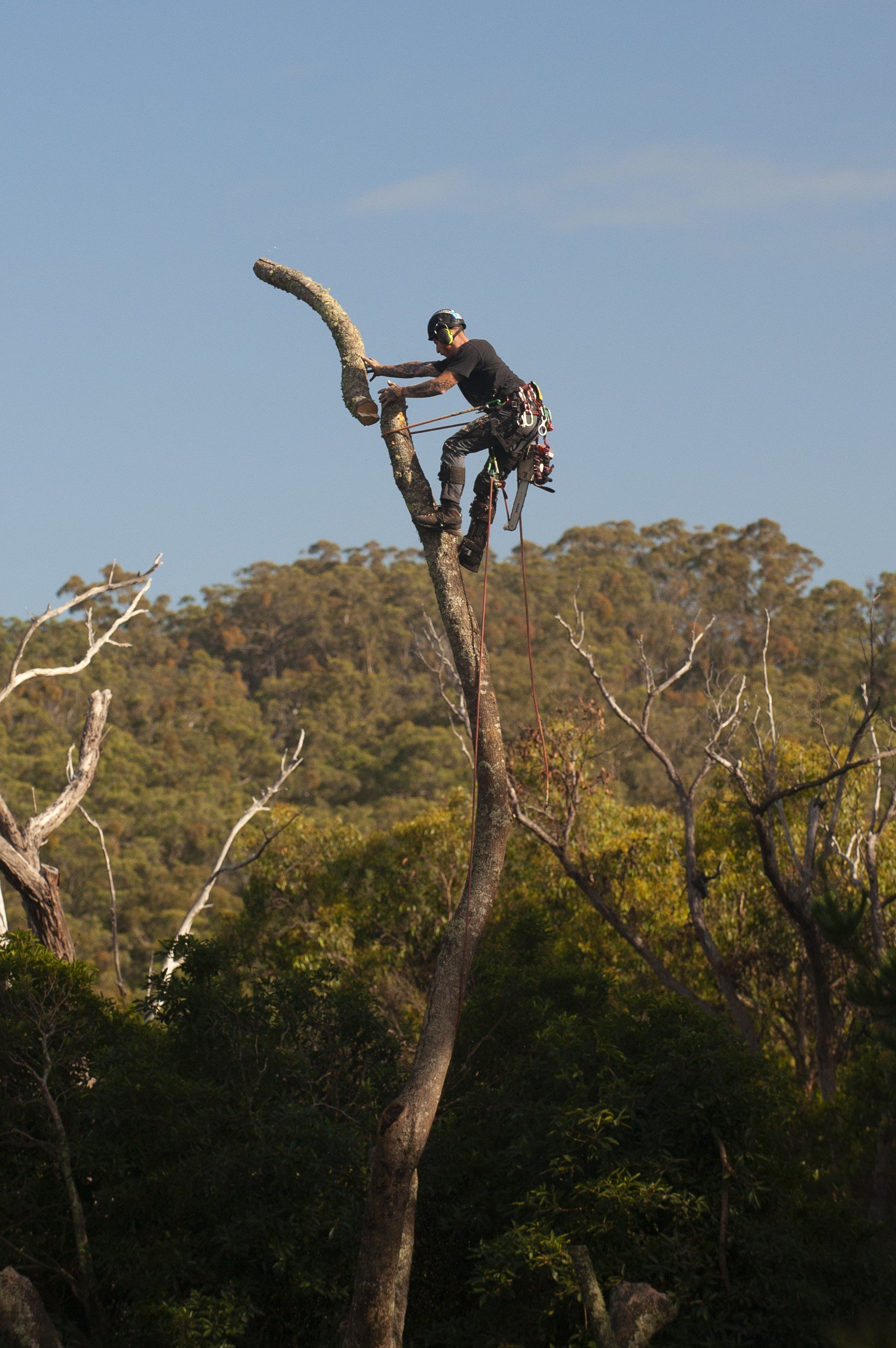 Arborist using safety gear while cutting a tree branch in a forest.