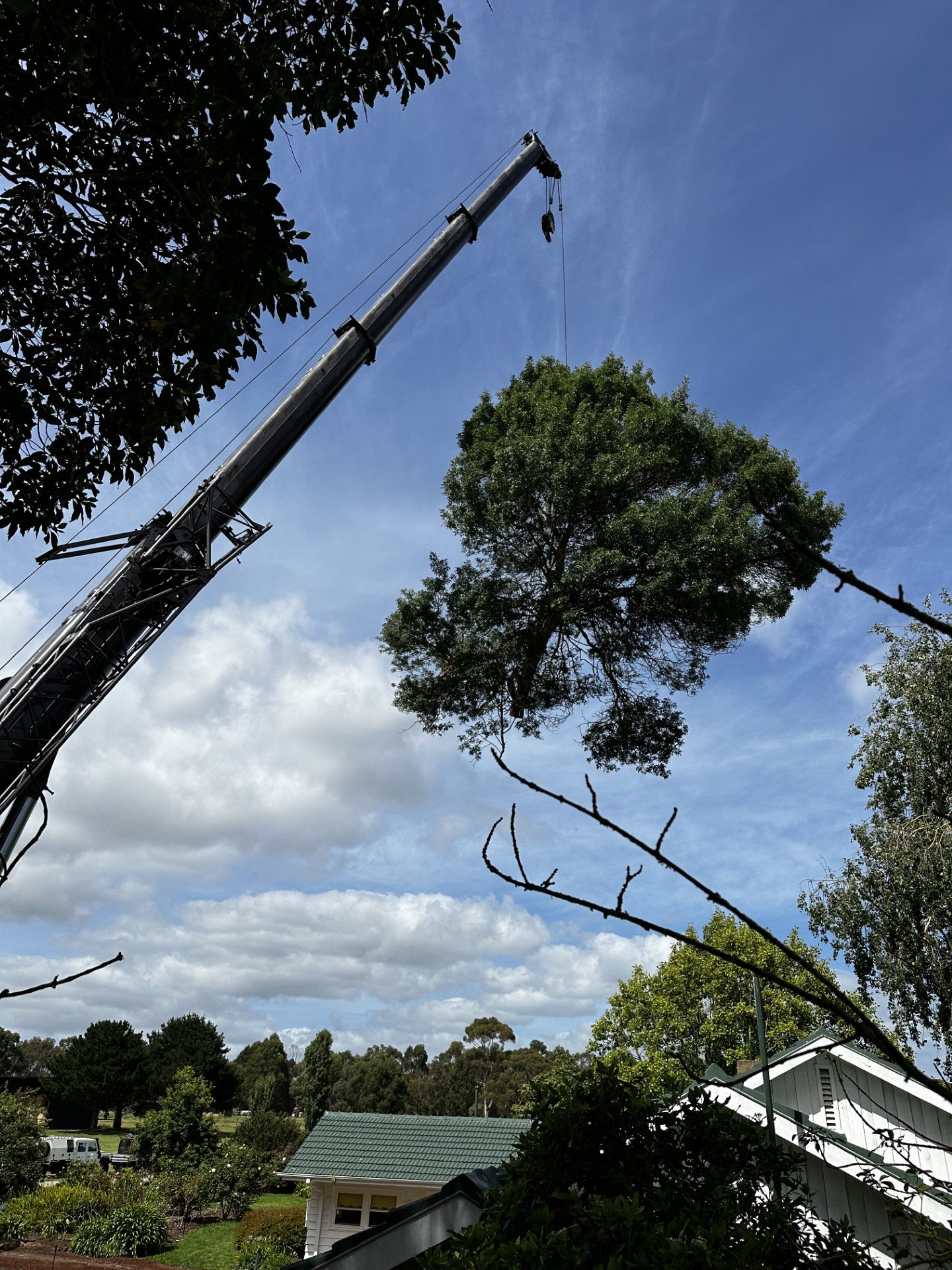 Crane lifting a large tree above a house in a residential area, surrounded by greenery and a cloudy sky.