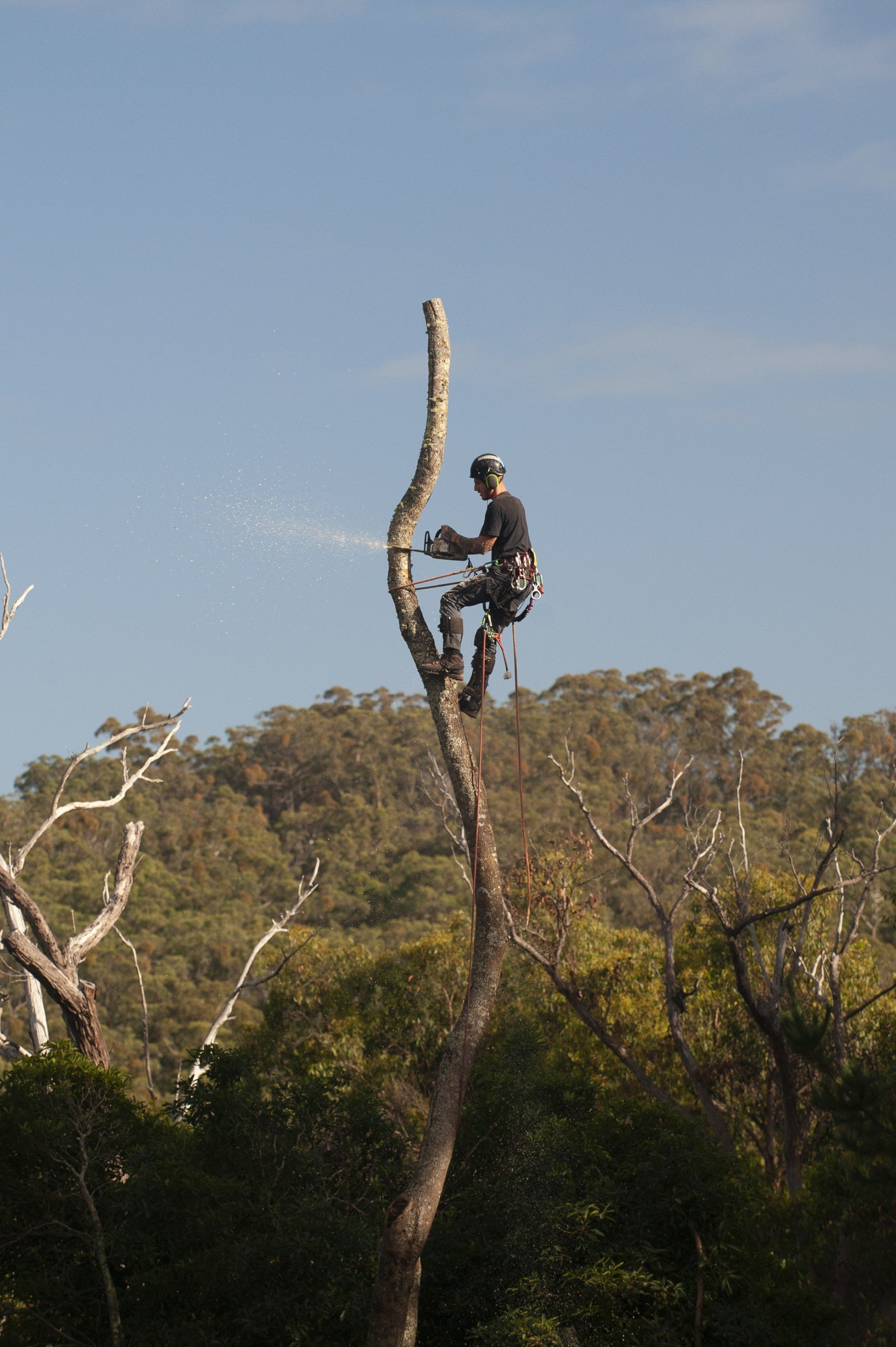 A tree surgeon using a chainsaw to cut the top of a tall, bare tree, secured by ropes, with a forest in the background under a clear blue sky.