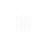 White flower with five petals on a black background