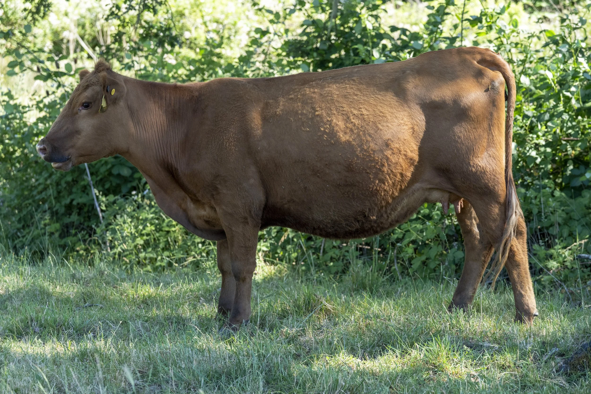 A red cow with a green ear tag standing in a grassy field on a sunny day, with trees and a green barn in the background.