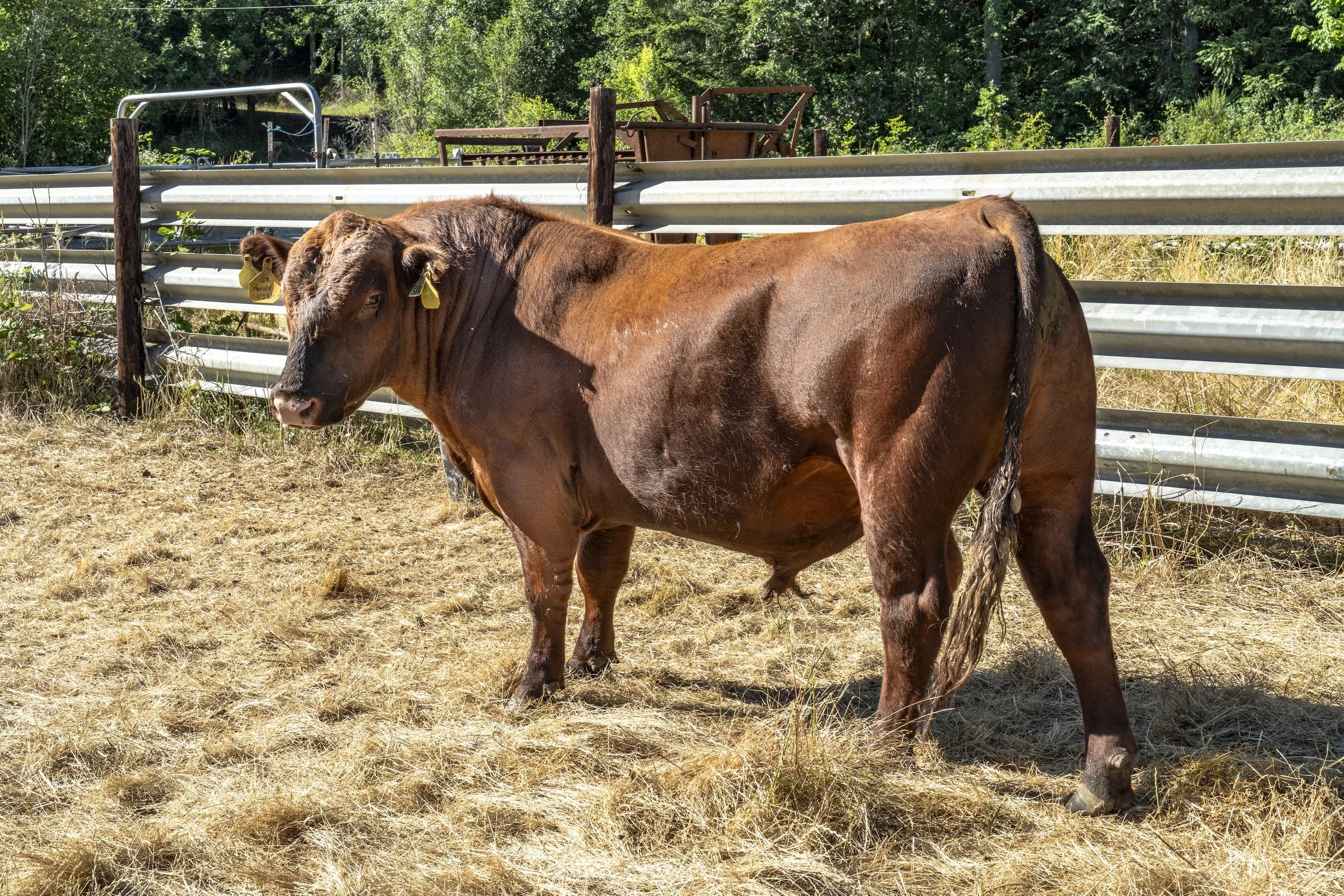 Several red cows grazing in a grassy field with trees and houses in the background under a clear blue sky.