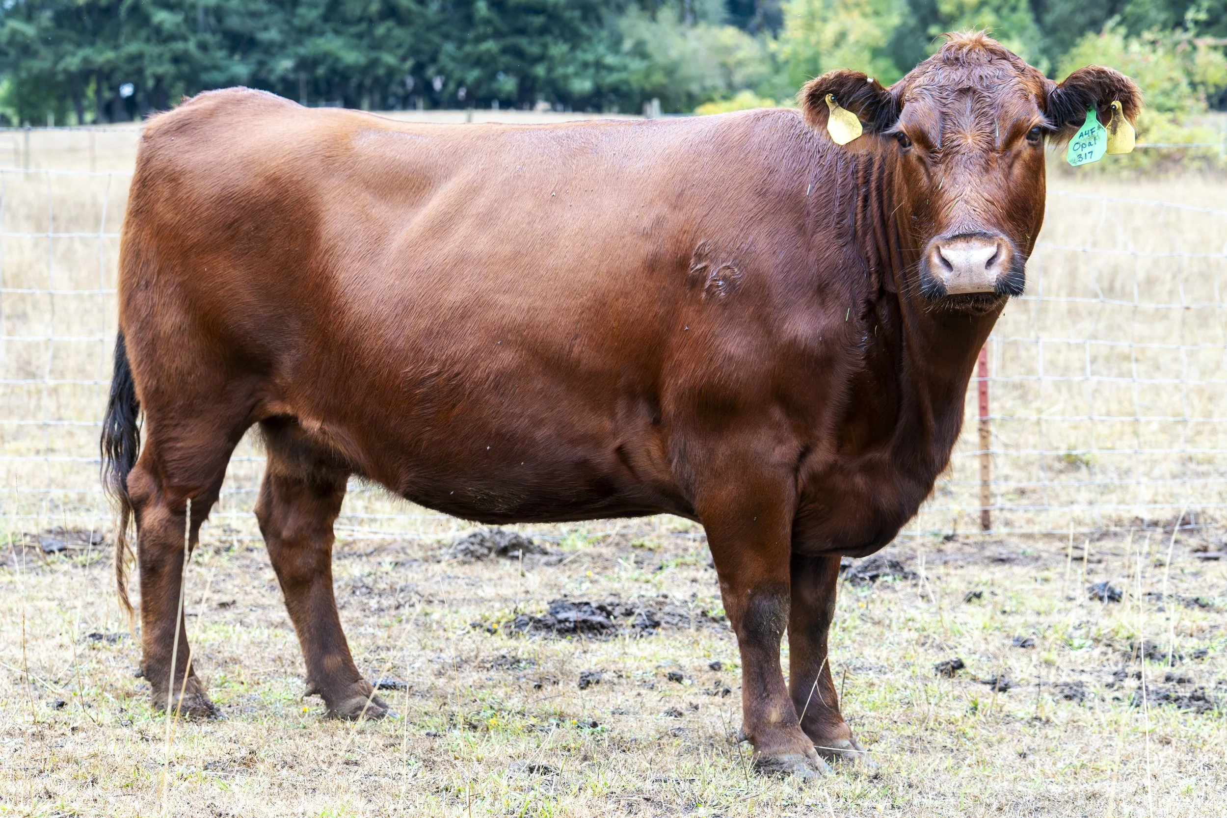 A young calf standing on dirt inside a barn with fencing and curtains in the background.