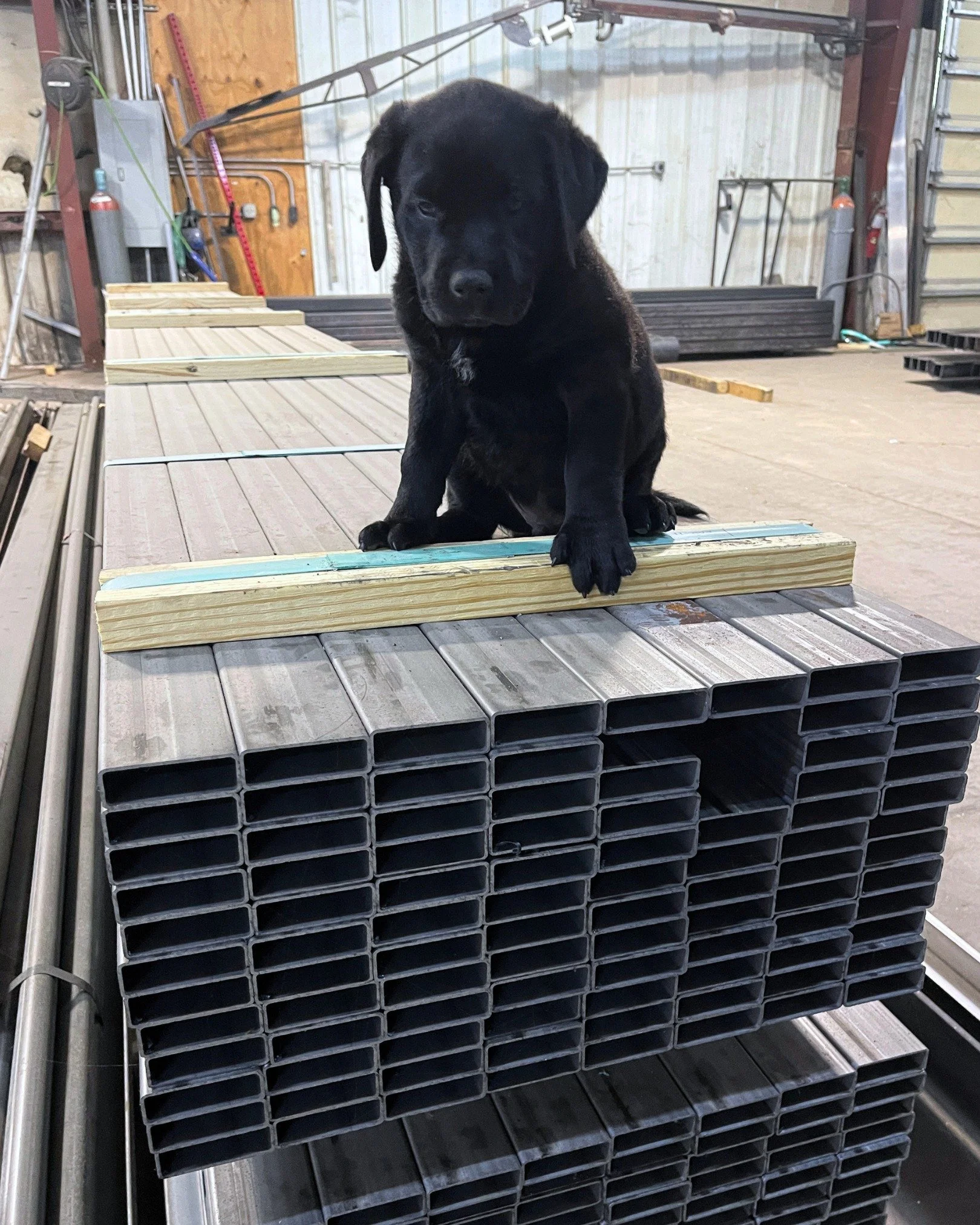 We wanted to share the story of this little guy - and it has a happy ending! 

Our most recent shop puppy was found sleeping outside of our door one morning. After taking turns going home with our guys for a few nights, someone snagged him and gave h