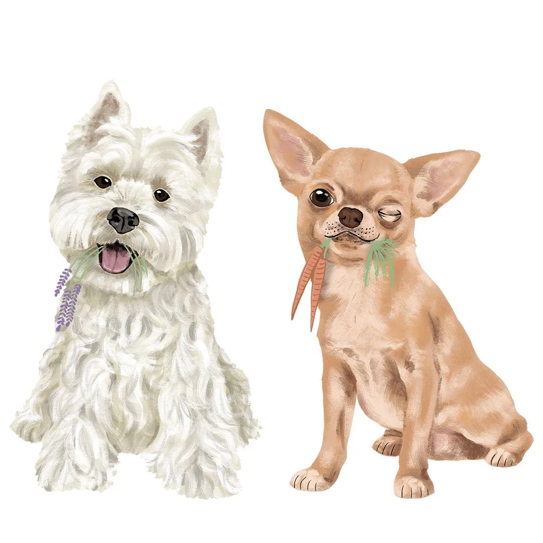 dog-illustration-west-highland-terrier-chihuahua.jpg