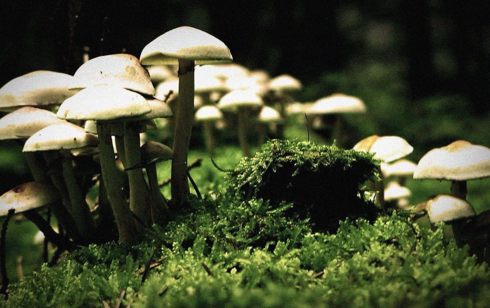 life-camp-mushrooms-v3.jpg