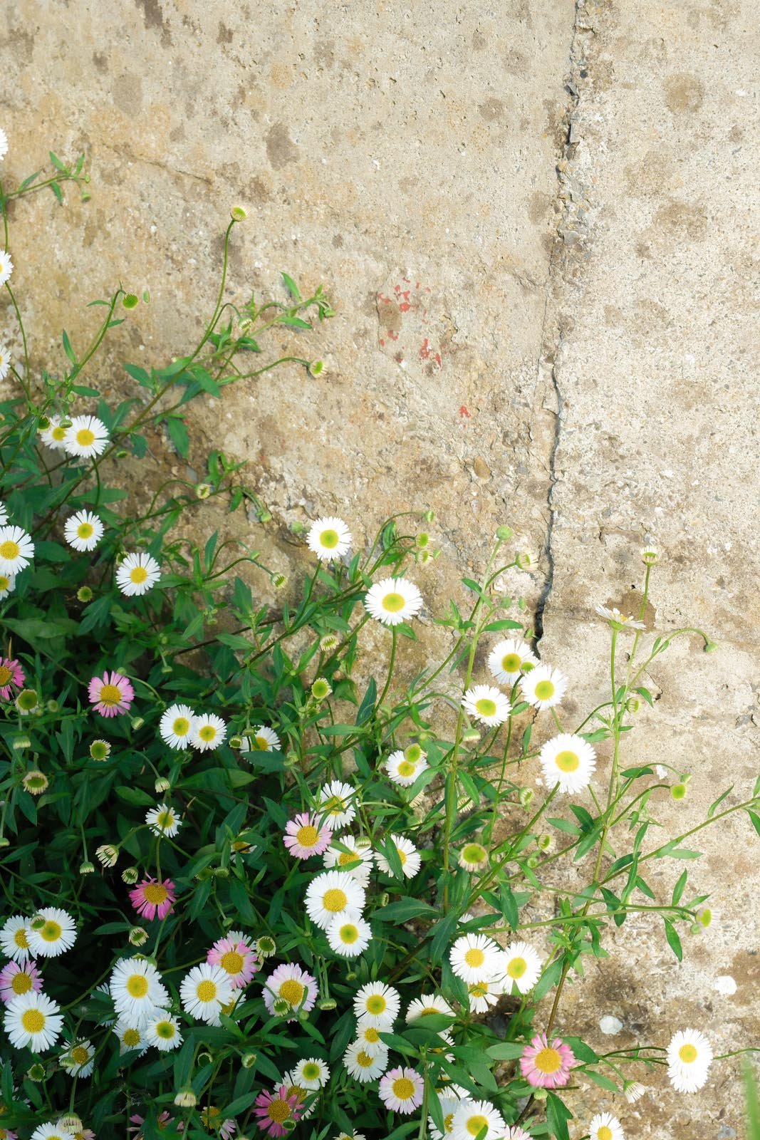 DSCF2726.jpg