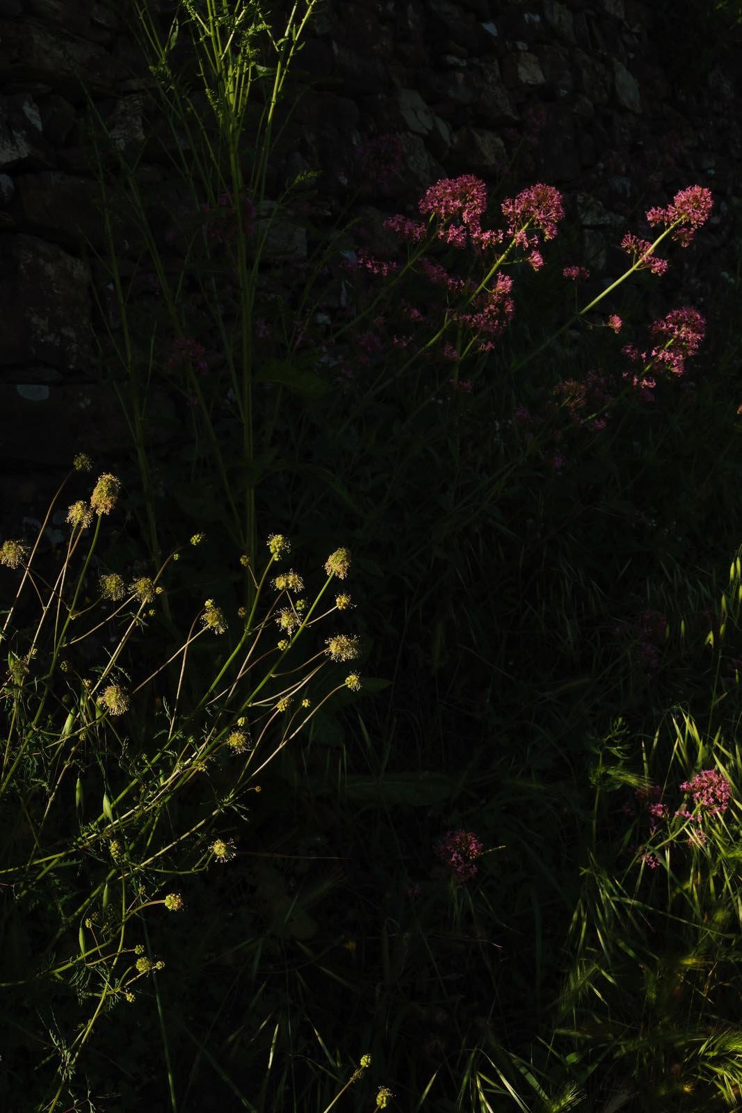DSCF2738.jpg