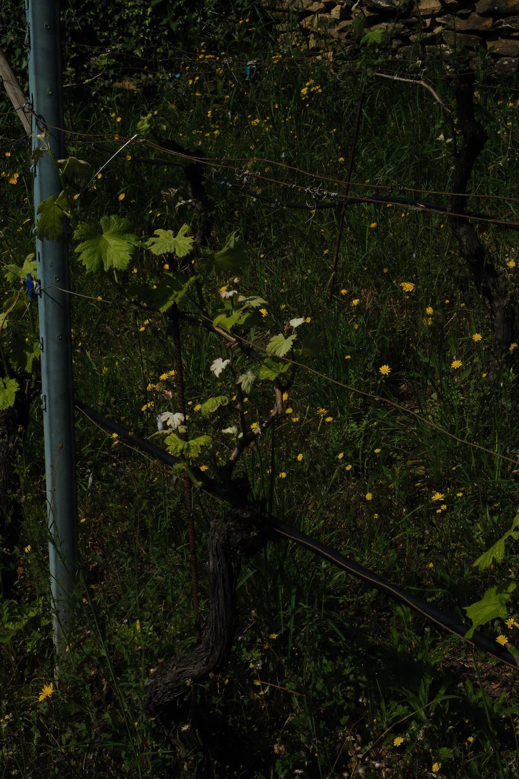 DSCF2957.jpg
