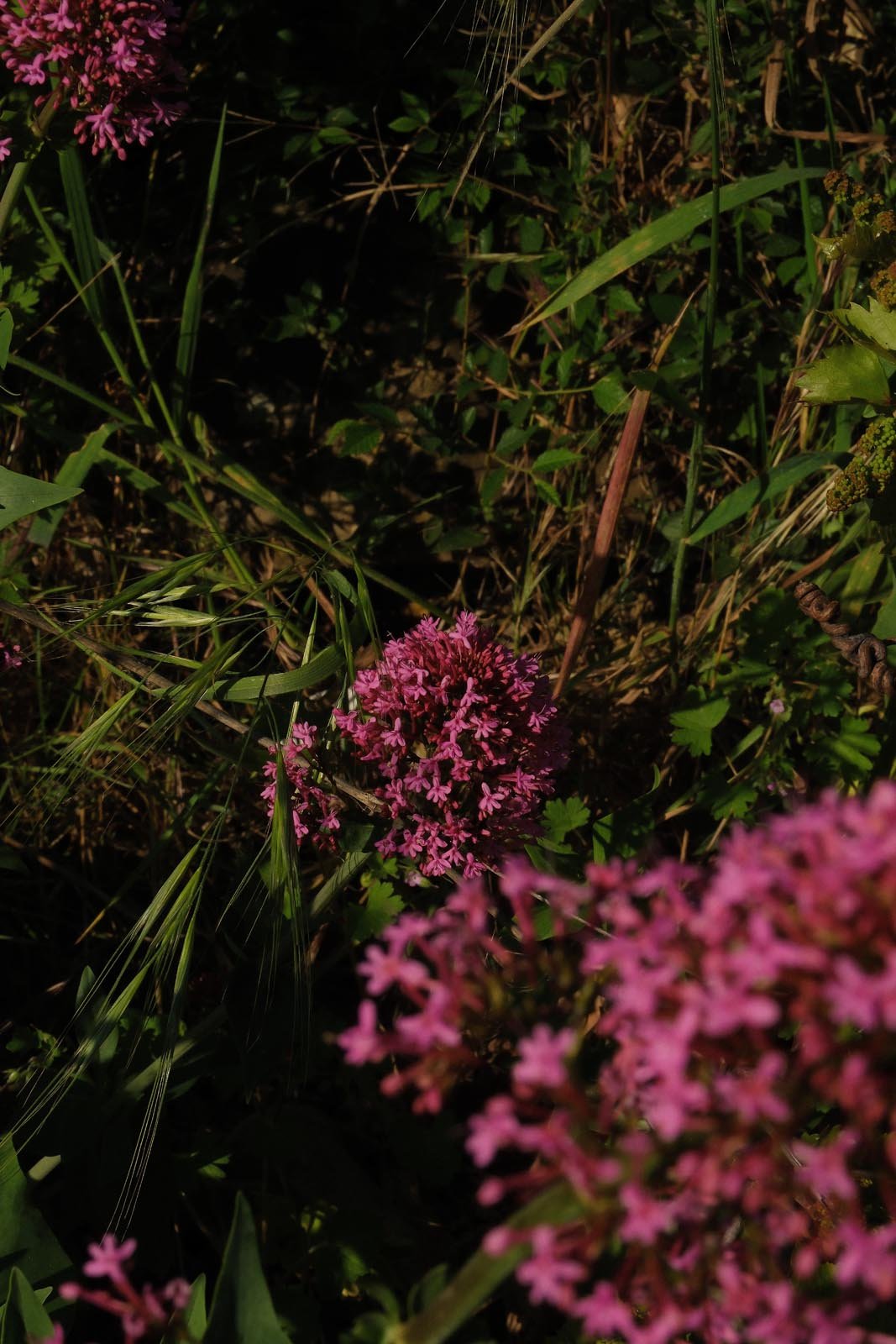 DSCF2734.jpg