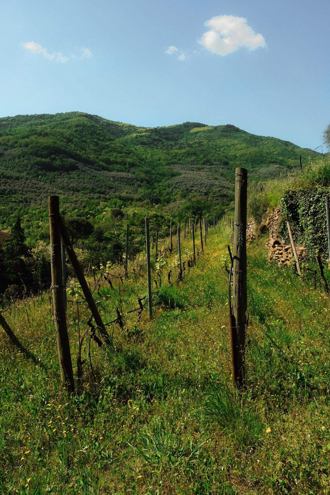 DSCF2951.jpg