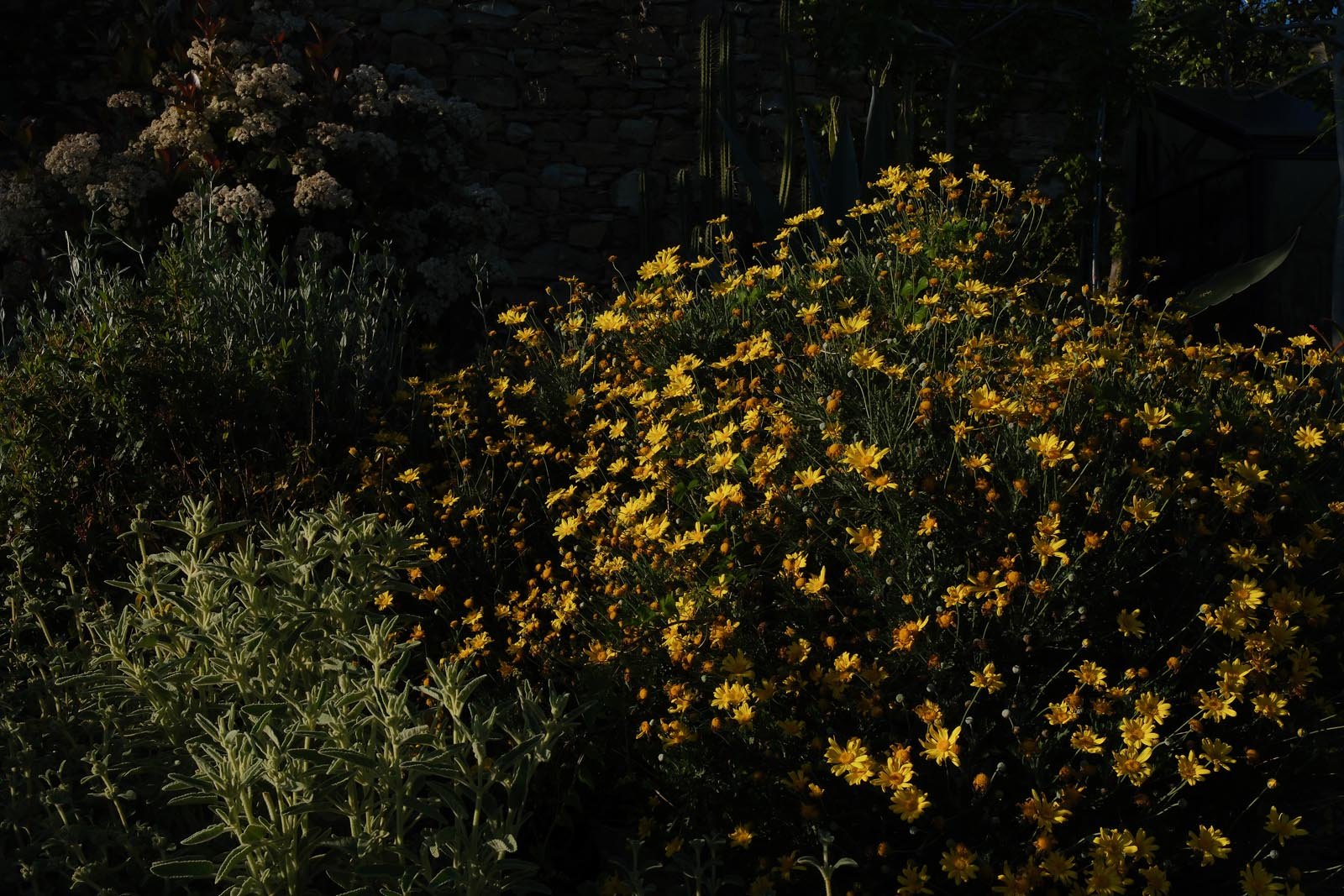 DSCF2852.jpg
