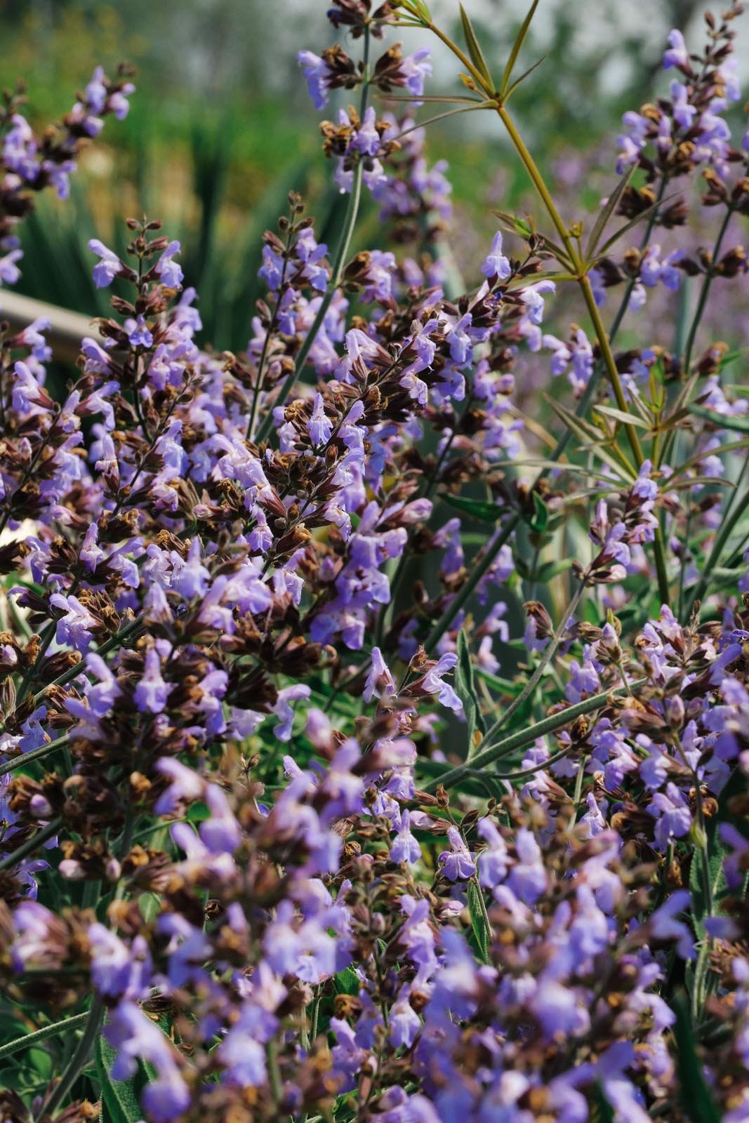 DSCF3011.jpg