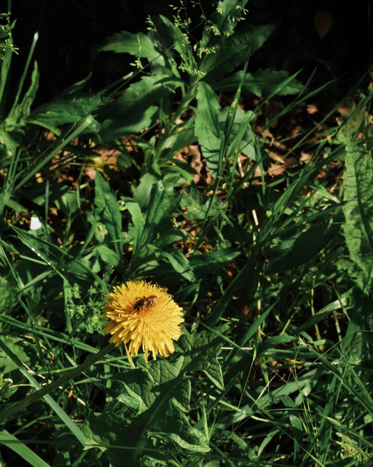 DSCF2575.jpg