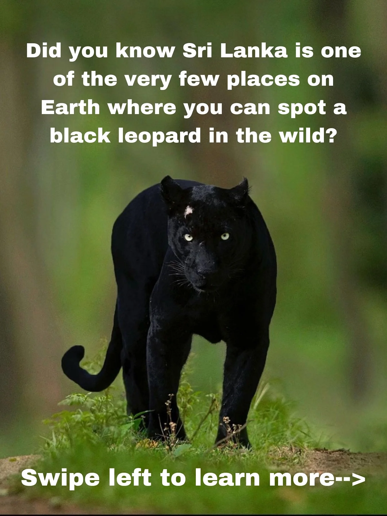 Did you know Sri Lanka is one of the very few places on Earth where you can spot a black leopard in the wild? 🐆✨

This rare, melanistic form of the Sri Lankan leopard was thought to be almost mythical until a handful of sightings were documented in 