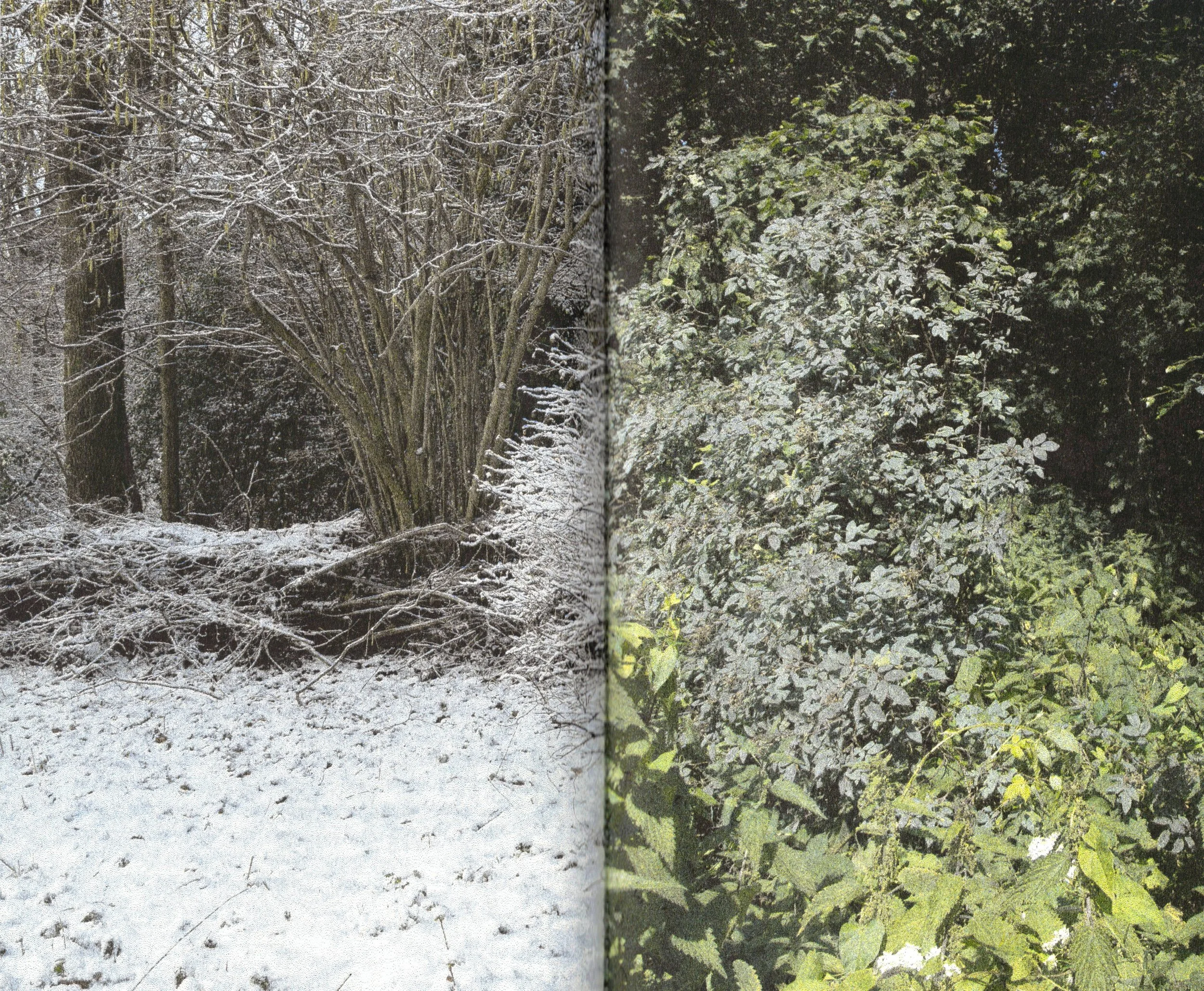 Rosa glauca_edit copy.jpg