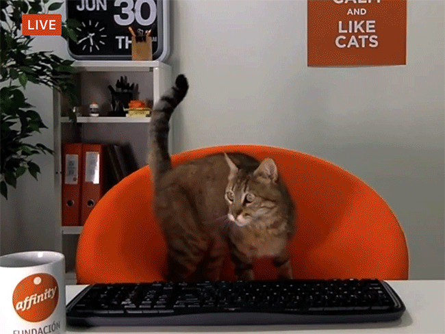 AFFINITY FOUNDATION&lt;br/&gt;The Community Cat