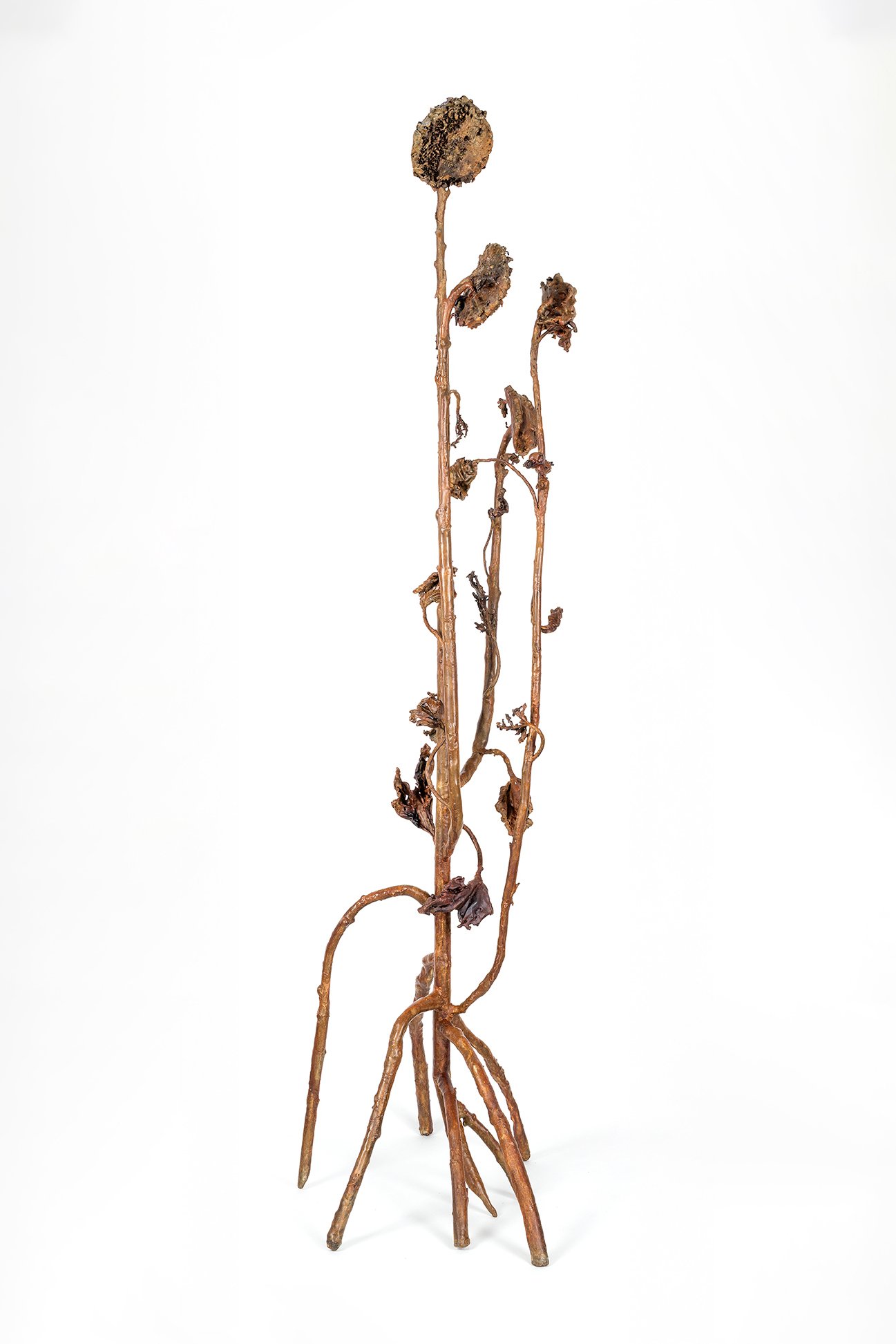 Biala_Hyperaccumulator_VII_Bronze_2025_angle3.jpg