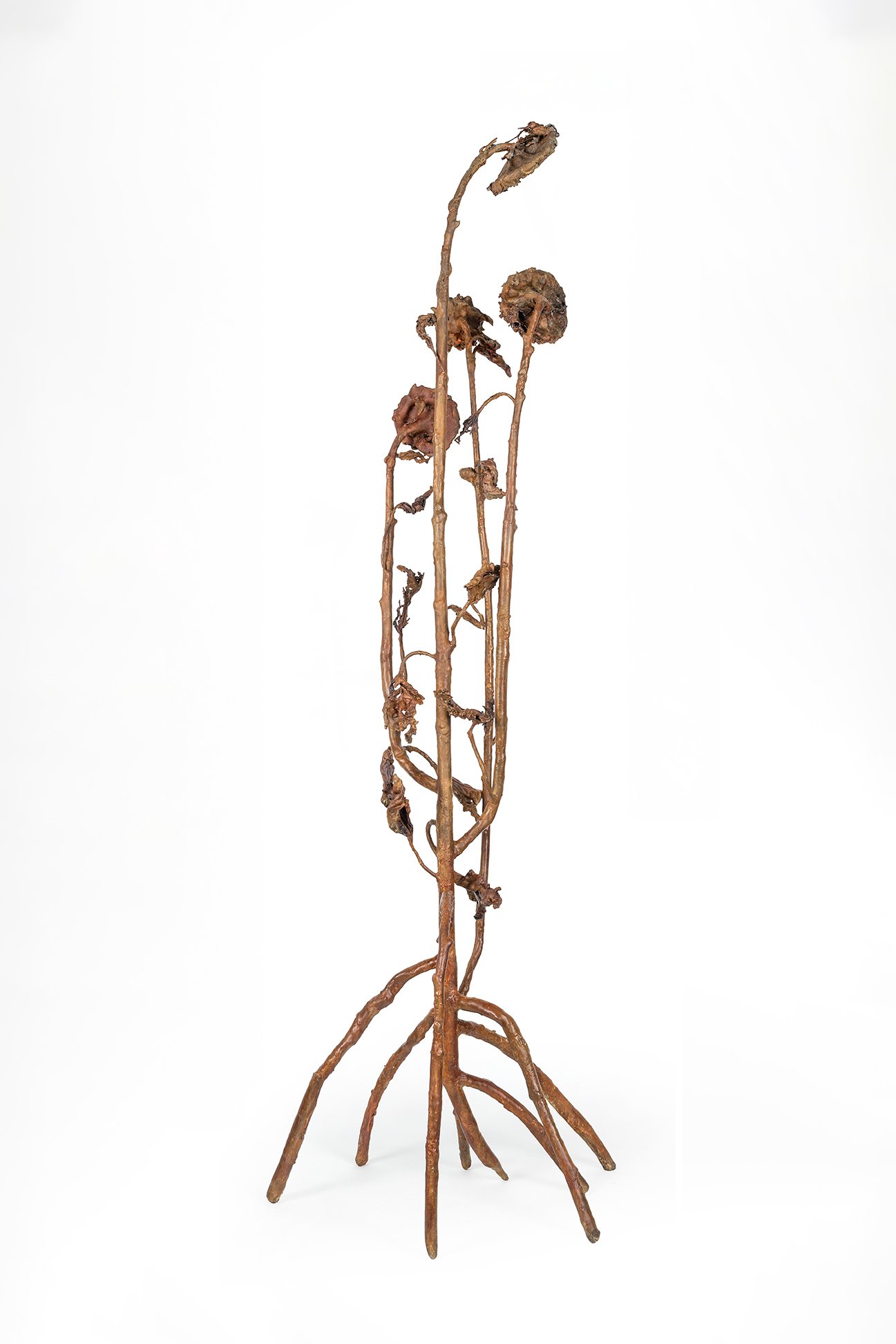Biala_Hyperaccumulator_VII_Bronze_2025_angle4.jpg