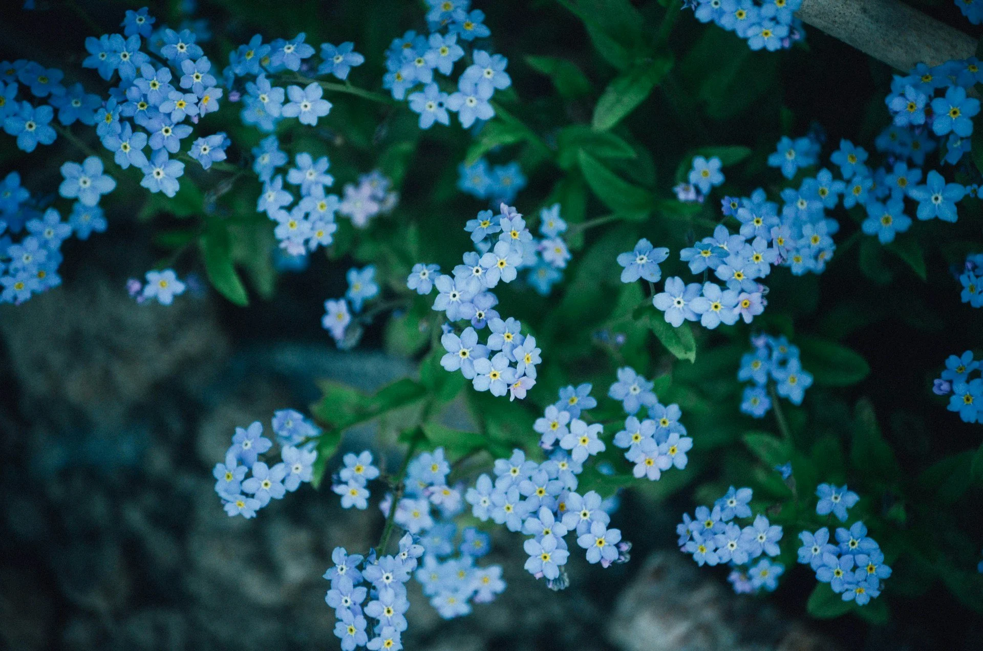 chi-pham-CoMCbQtTsAs-unsplash.jpg
