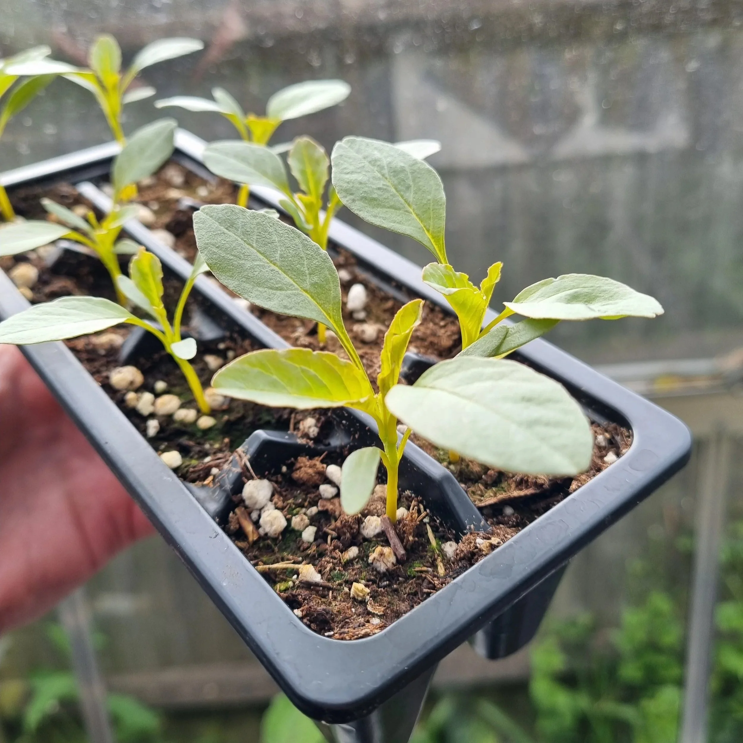 Hello plant people!