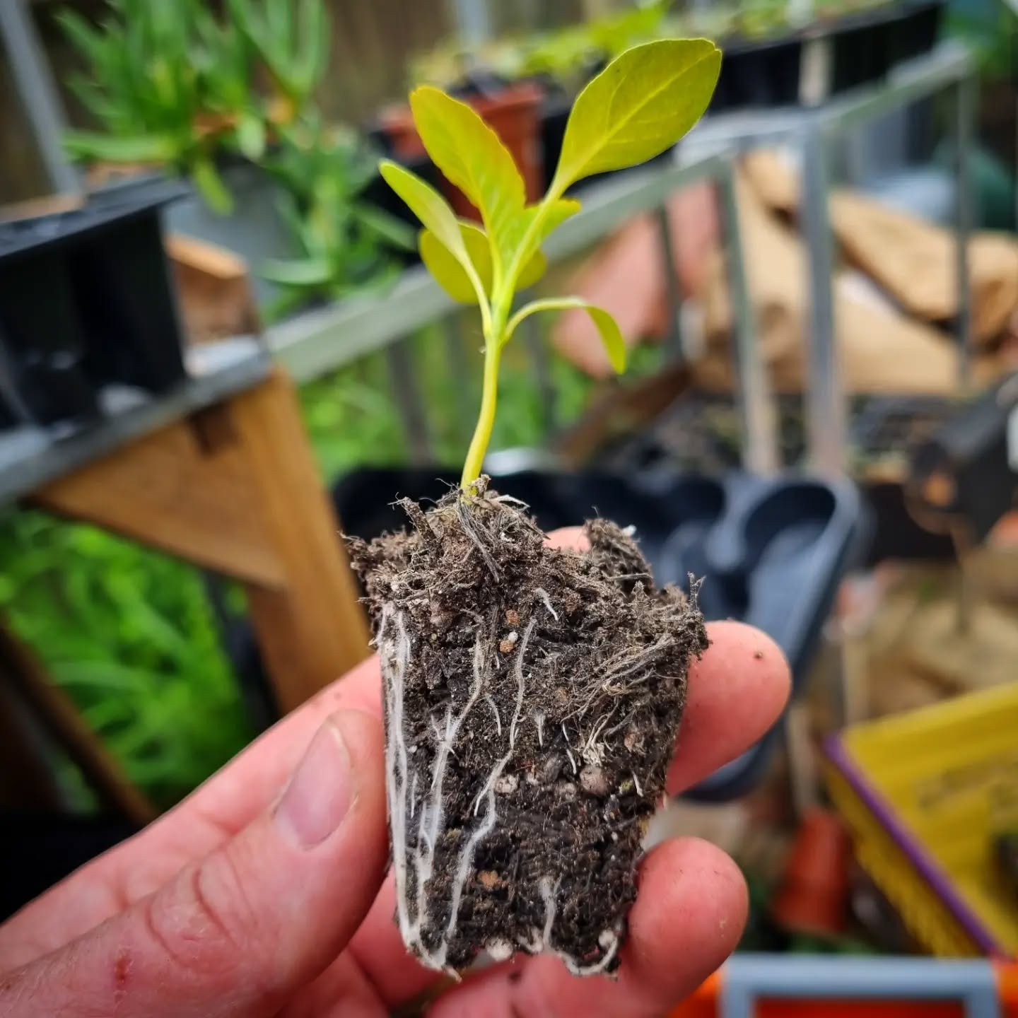 Potting up some Amaranth &lsquo;Hot Biscuits&rsquo; today🔥 Amaranths are surprisingly vigorous once the weather warms up, and &lsquo;Hot Biscuits&rsquo; is especially beautiful for cut flowers and dried arrangements later in the season. Coppery tone