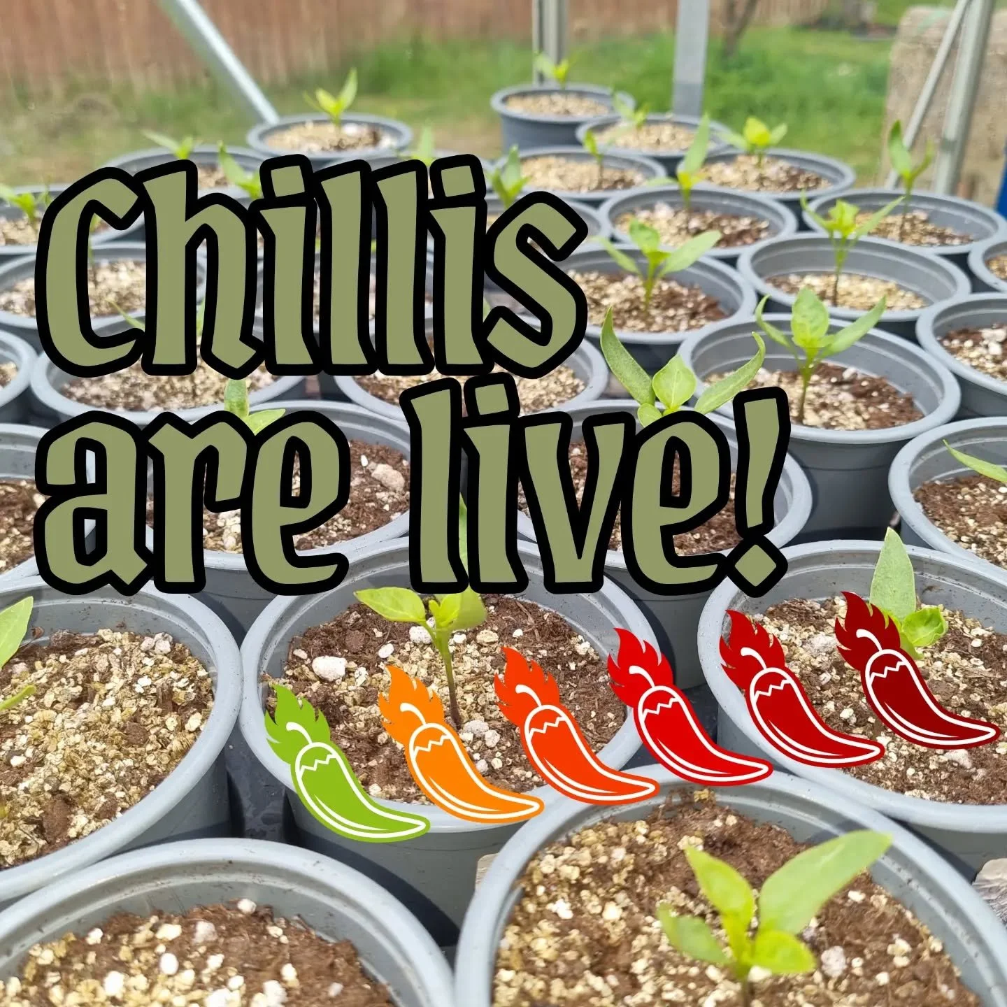 Chillis are now LIVE on www.aimeetozer.com and I've already had an order come in 🥳🥳
To celebrate the web  shop opening this week, use code OPENING10 for 10% off your order.
From fruity and mild to seriously fiery, there are heats to suit all palate