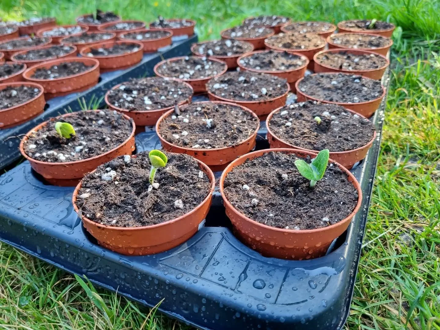 Pee-bo! Say hello! Miniature pumpkins incoming...
Find them with a range of chillis, amaranth, sweet peas and more at www.aimeetozer.com 

#grower #pumpkins #plantnursery #growingvegetables #allotment