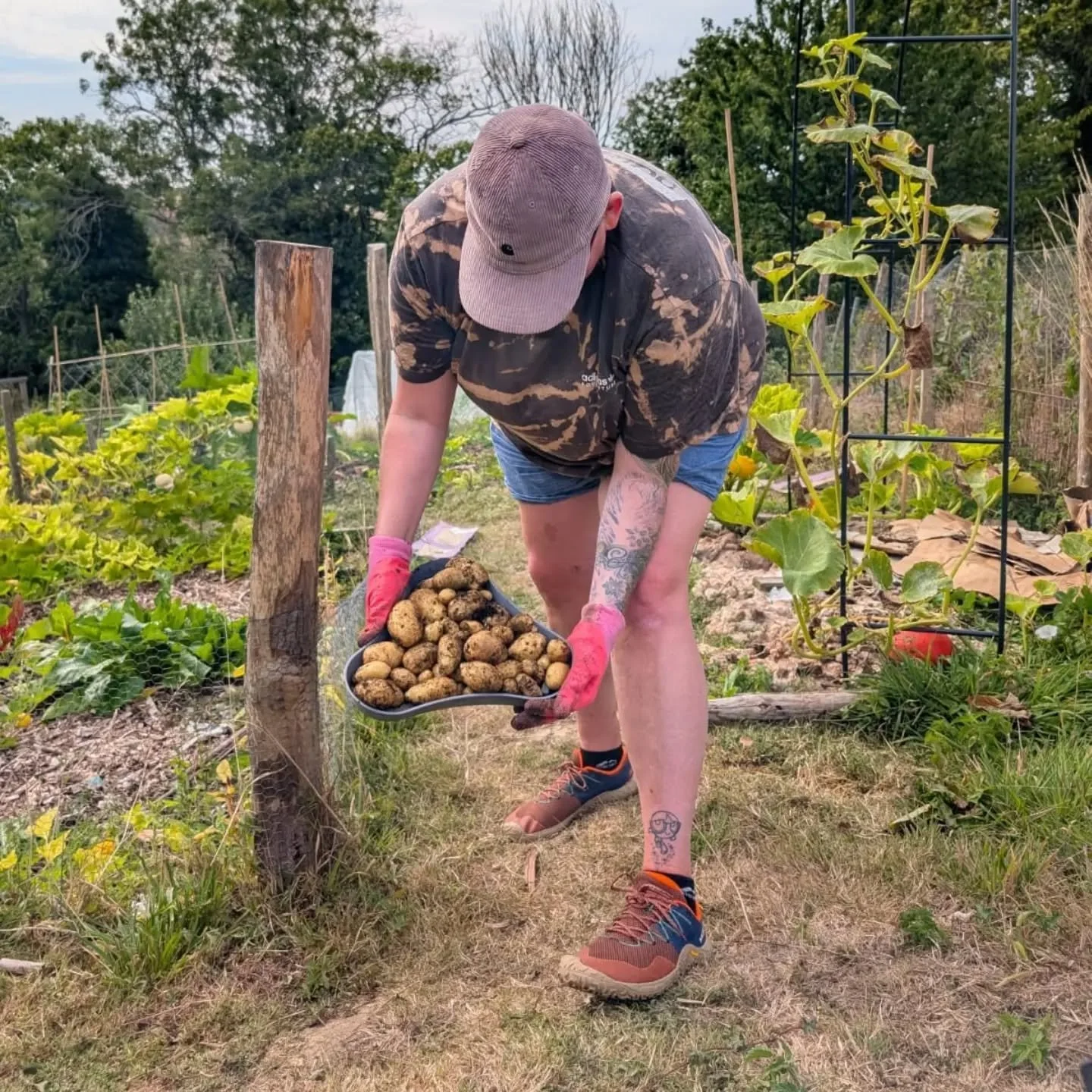 A few months ago I walked past @trinitywholefoods and saw they had some free salad spuds to take, after they had gone past their best and chitted. Saw it as a sign and threw some in a pot at the allotment. 
Consider me hooked, they were absolutely de