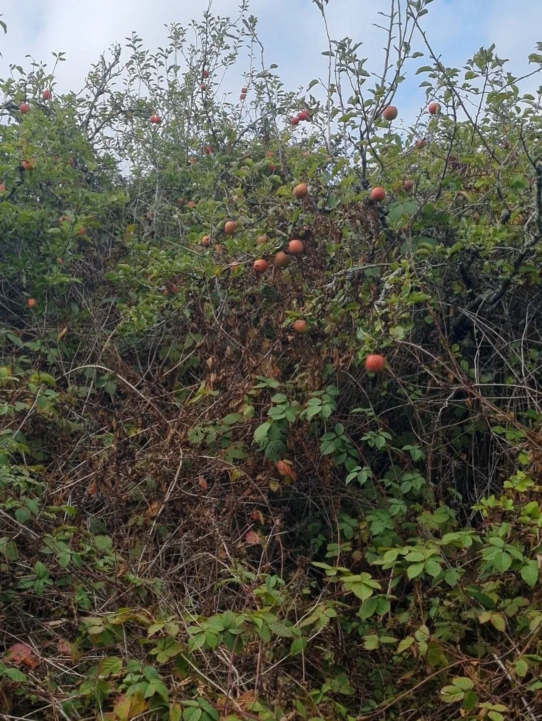 An imagined future for Icklesham’s old orchards  
