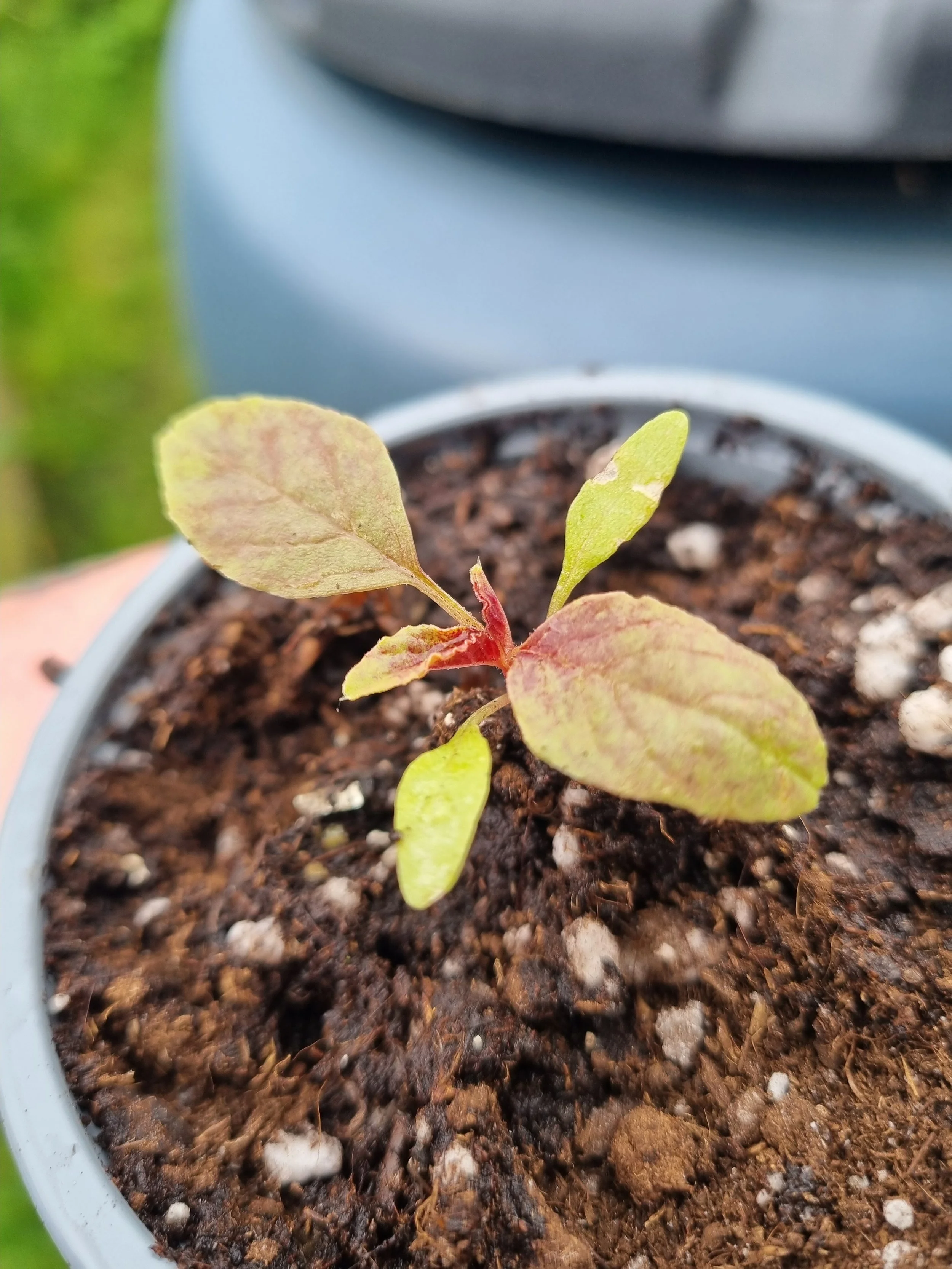 Plants
