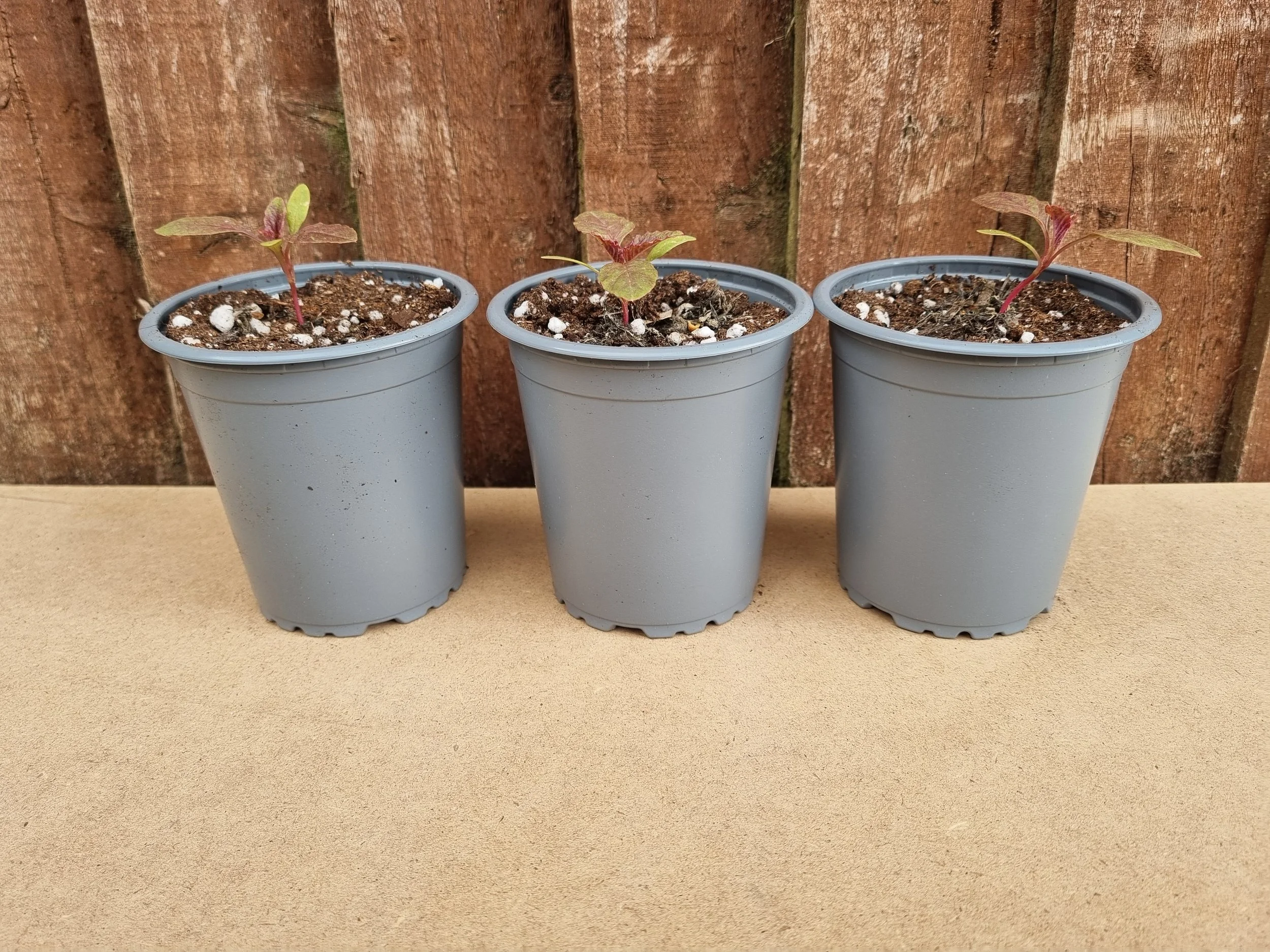 Plants