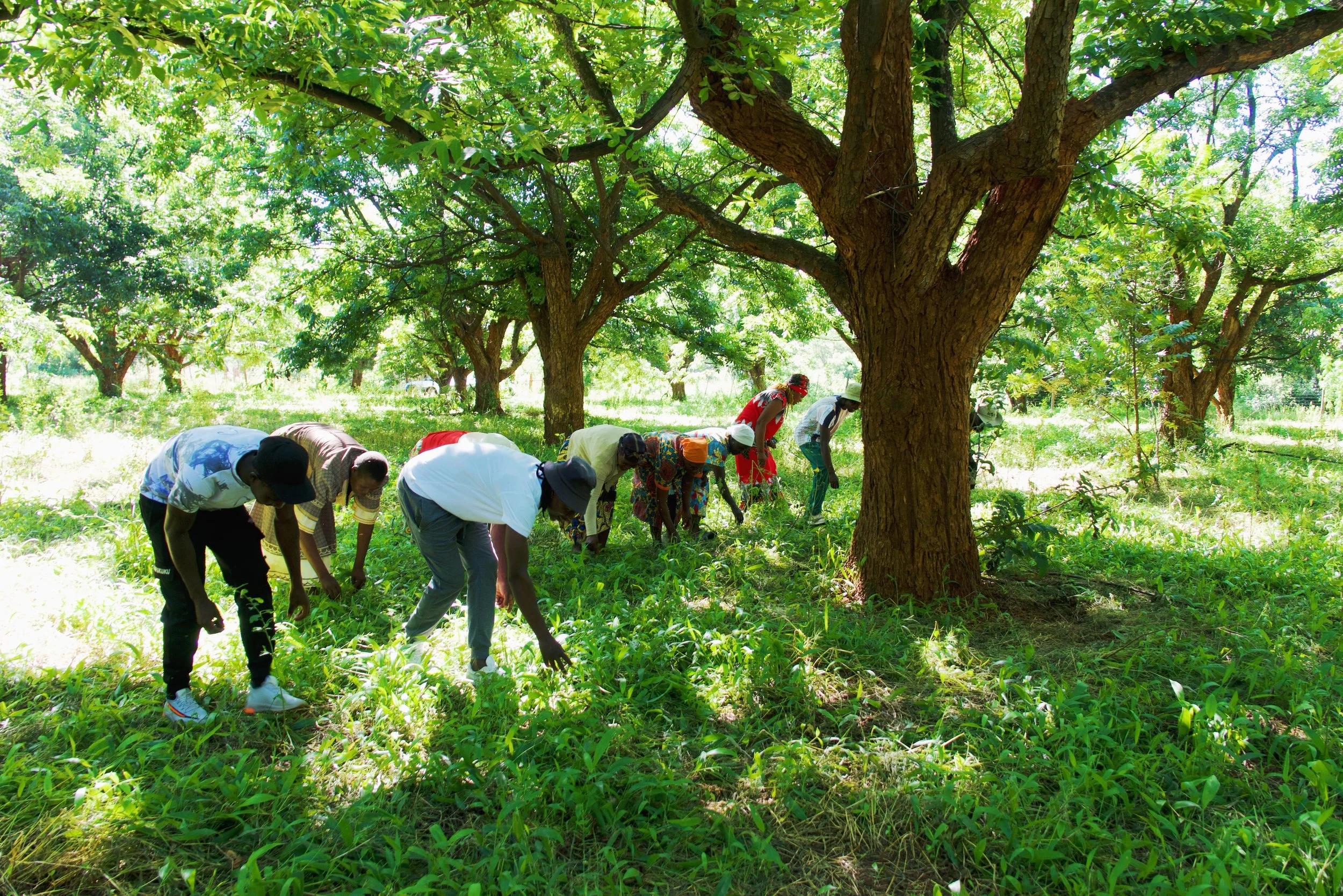 Farming with Purpose: How Agriculture Is Changing Lives in Zimbabwe