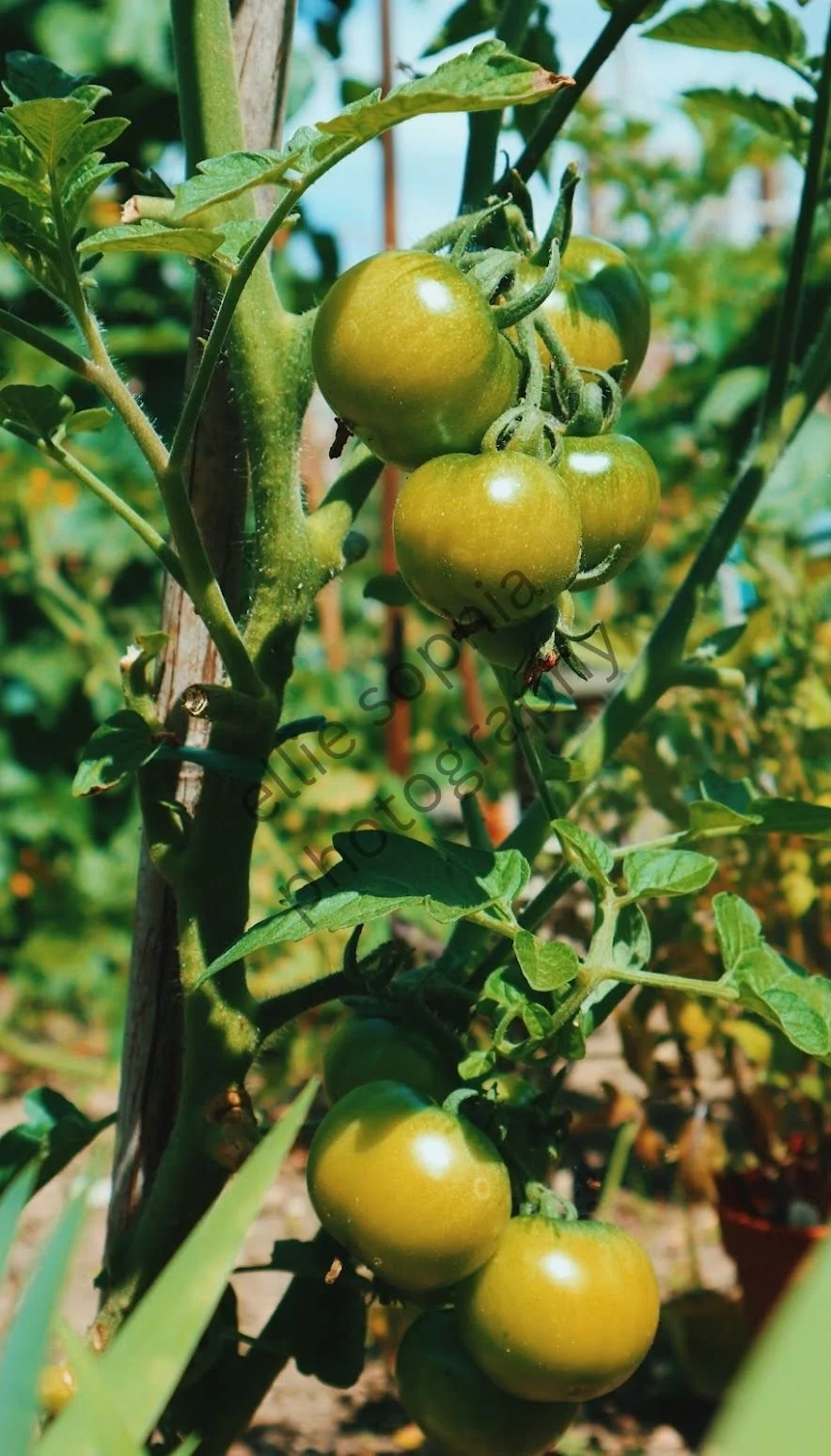 ellie sophia photography.jpg