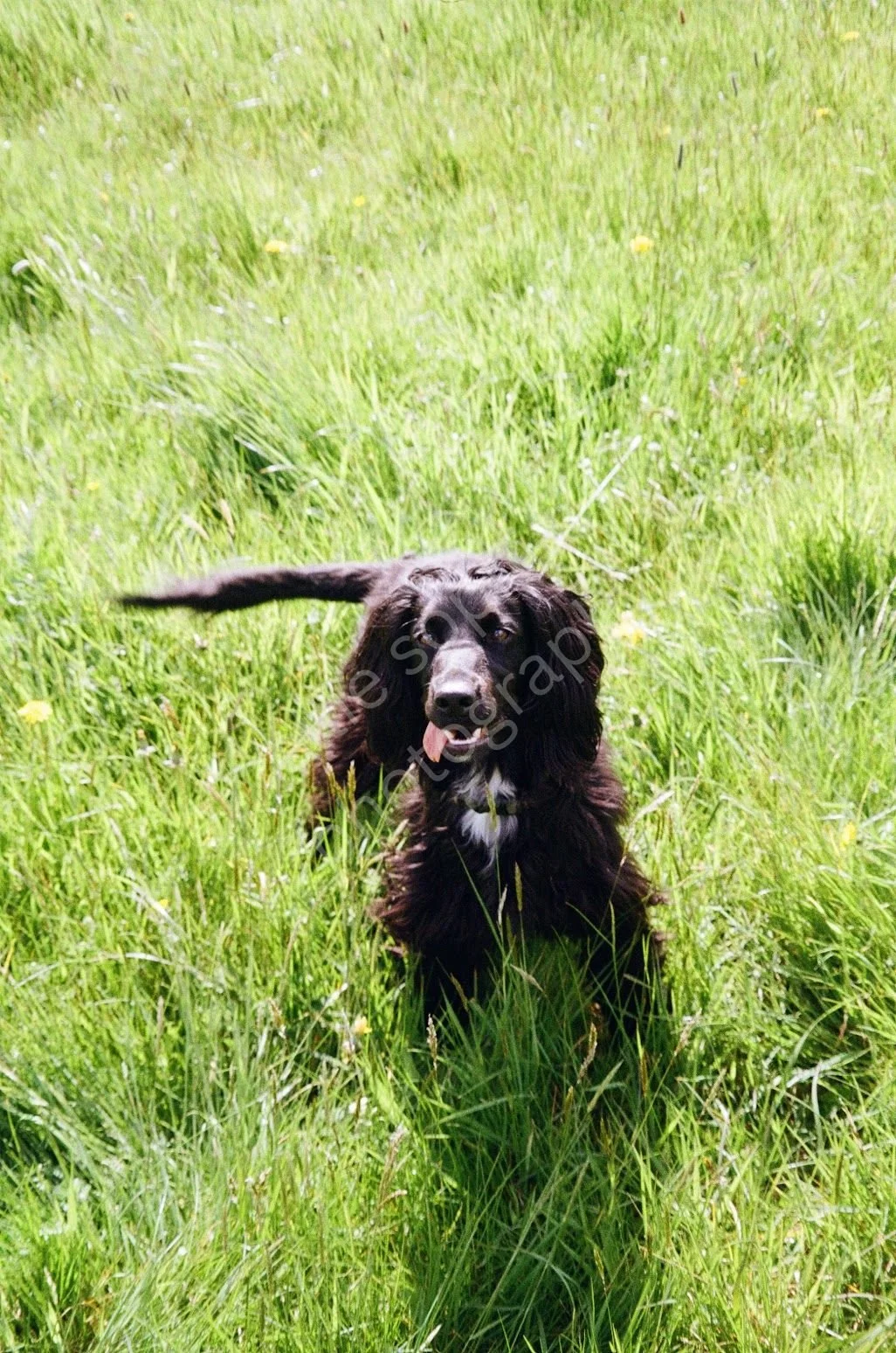 Cocker Spaniel in Wiltshire