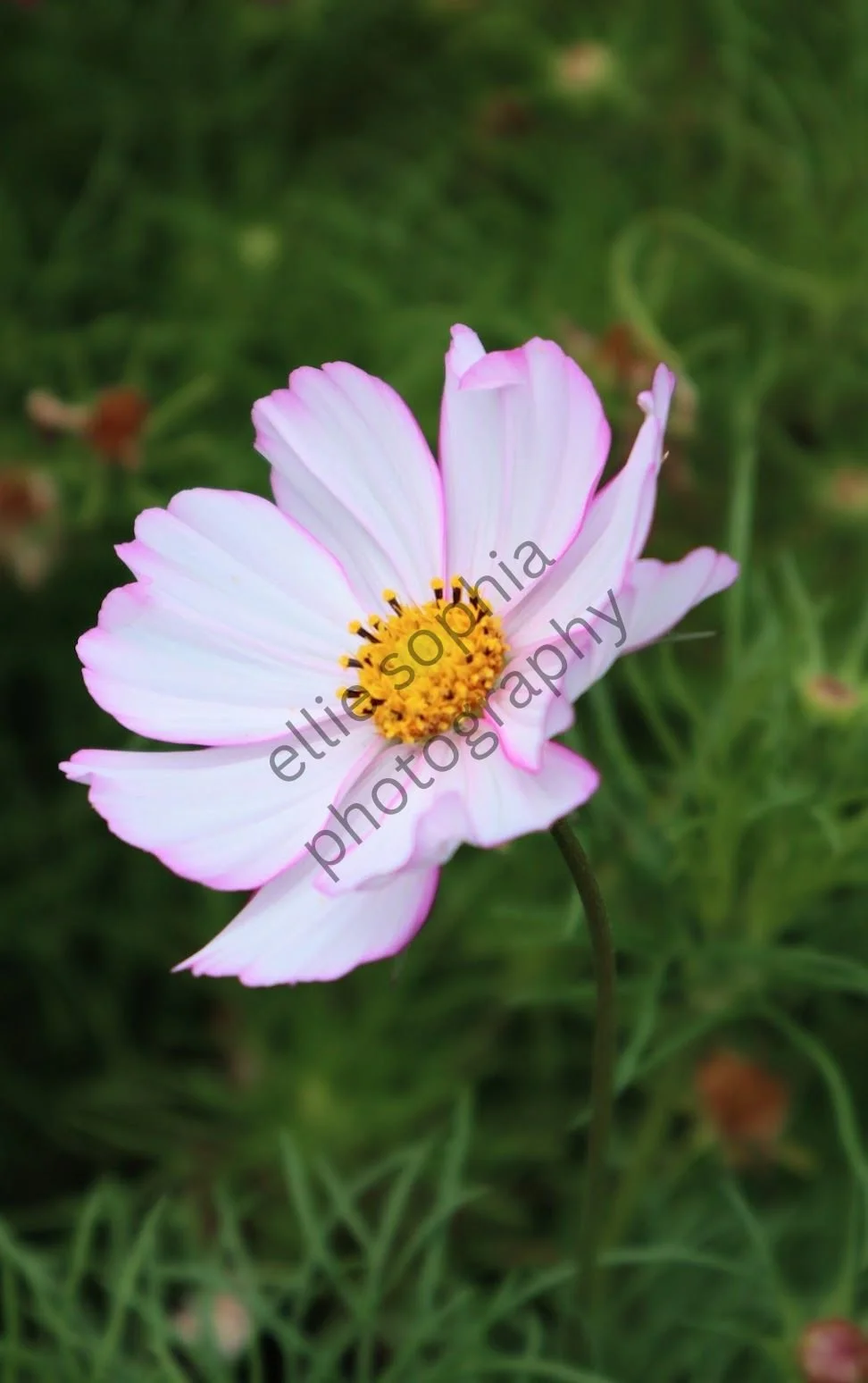 ellie sophia photography.jpg